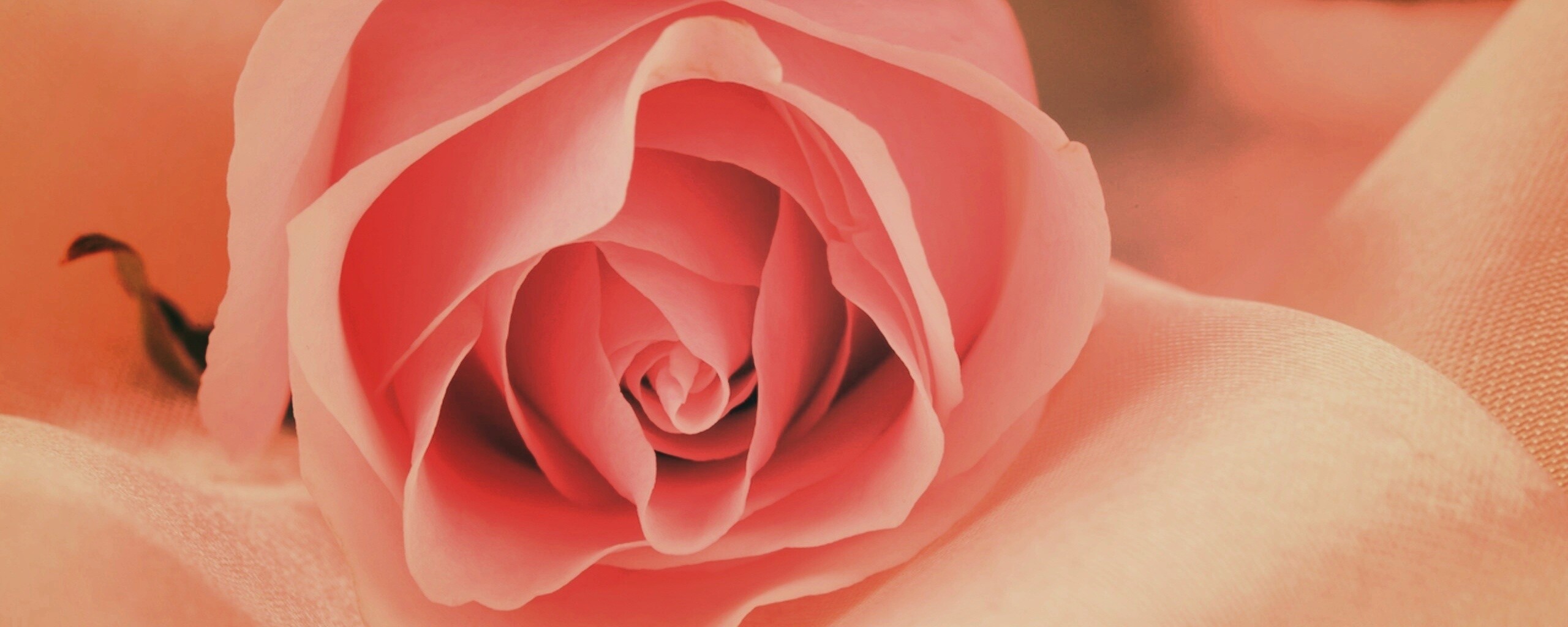 Нежная роза обои