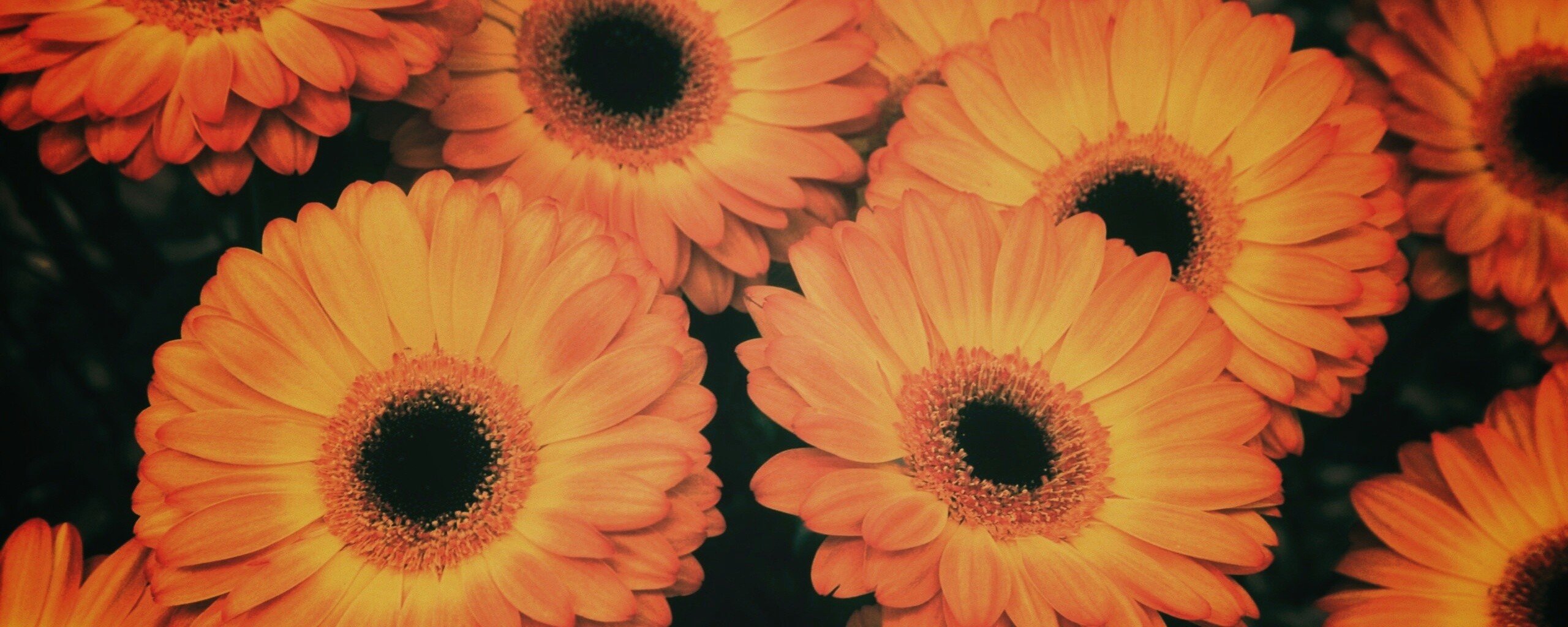 Желтые герберы обои