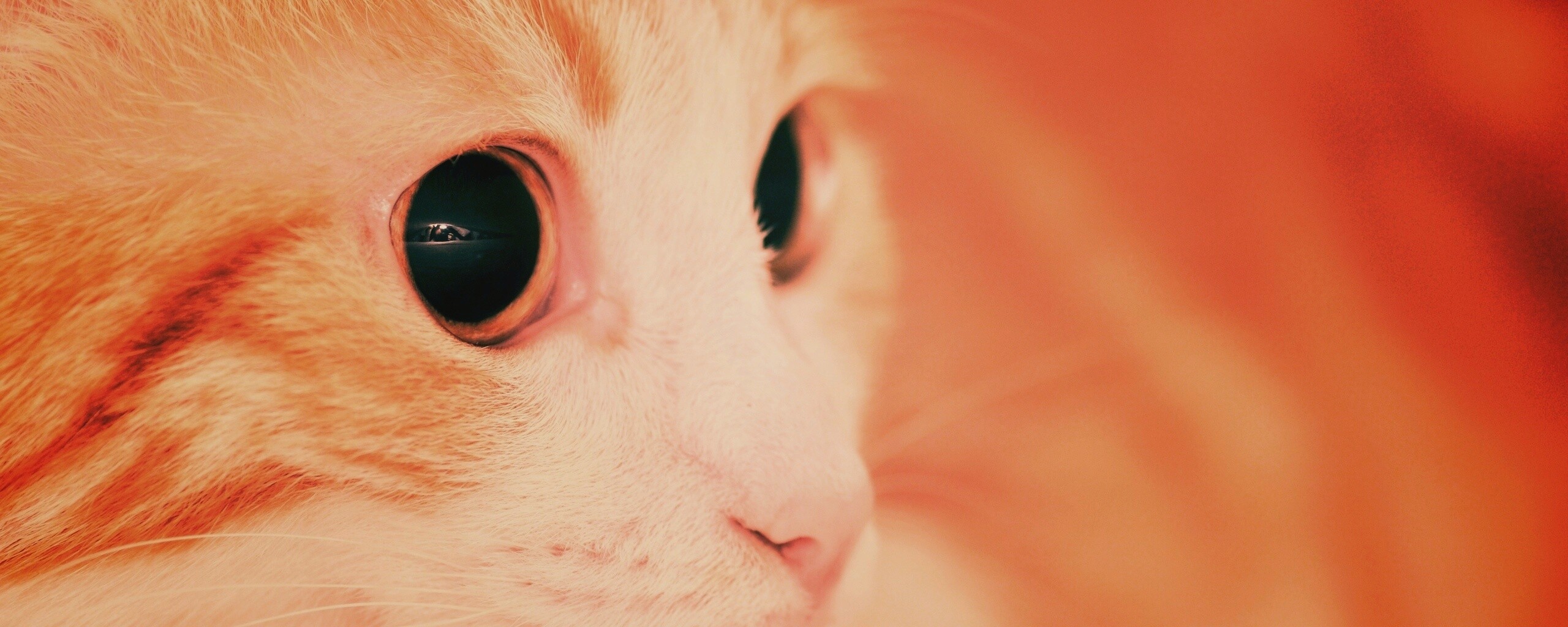 Кот с большими глазами обои