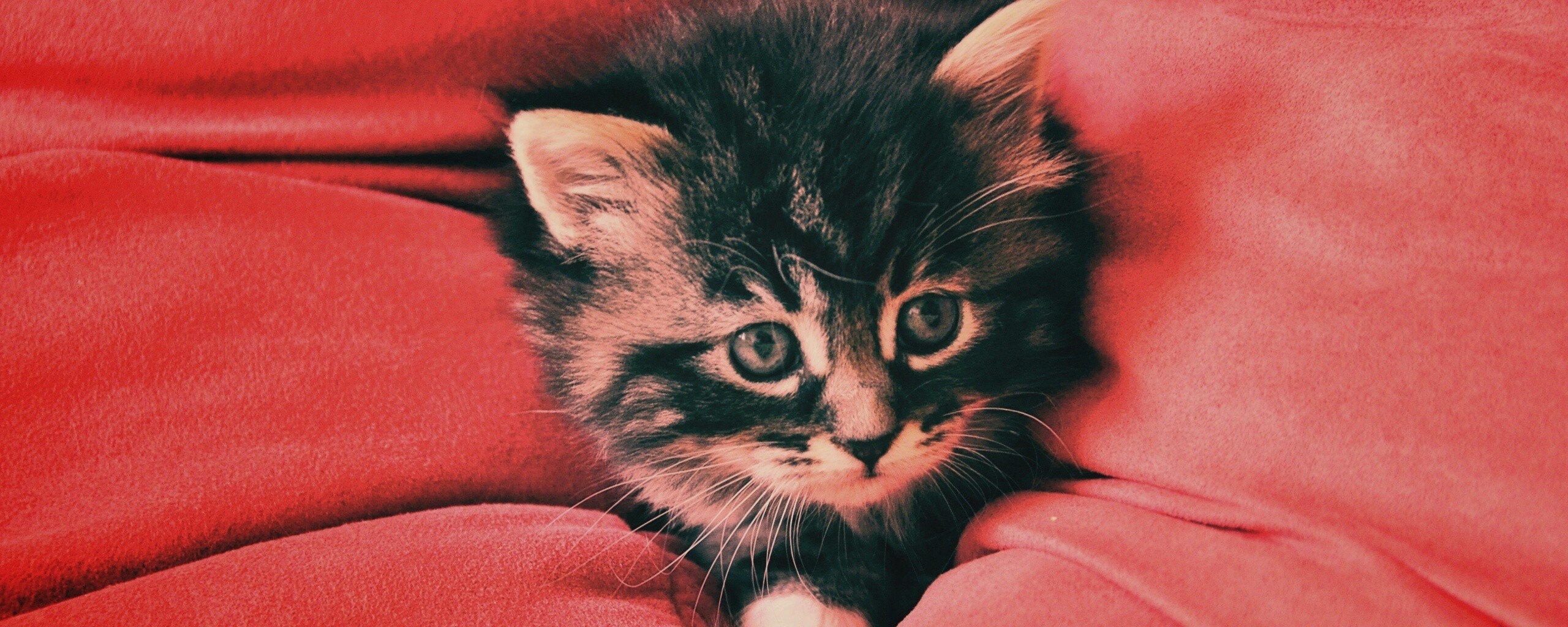 Котенок в подушках обои