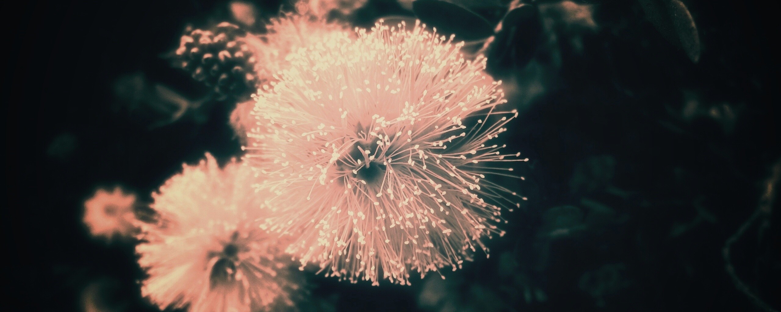 Сказочный цветок обои