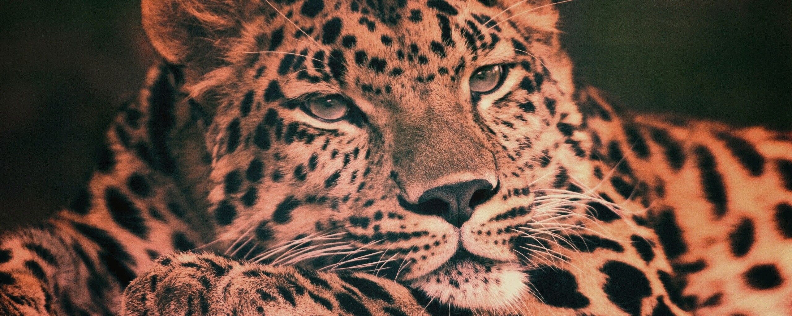 Злопасный ягуляр обои