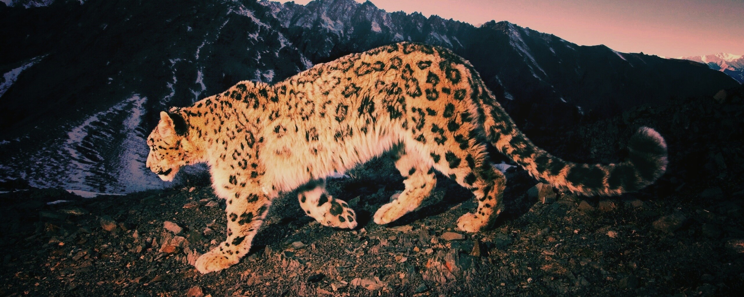 Леопард обои