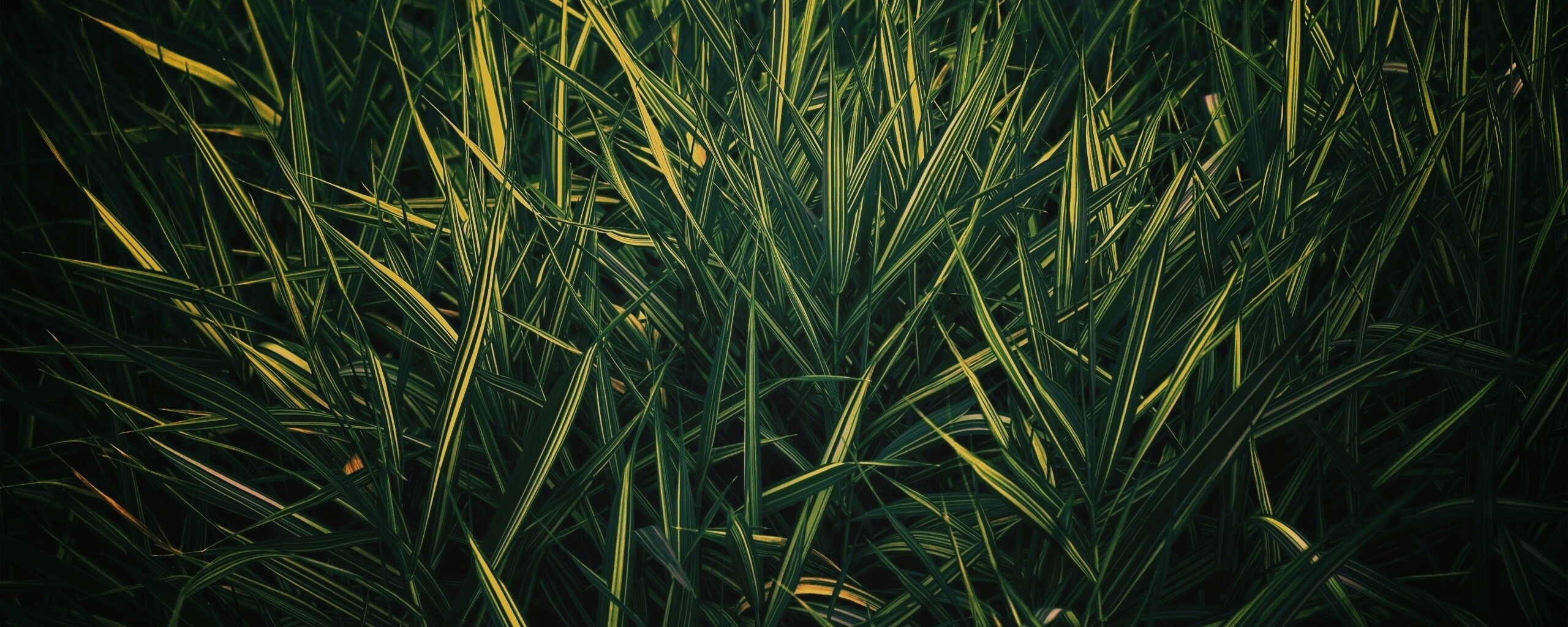 Дикая трава обои