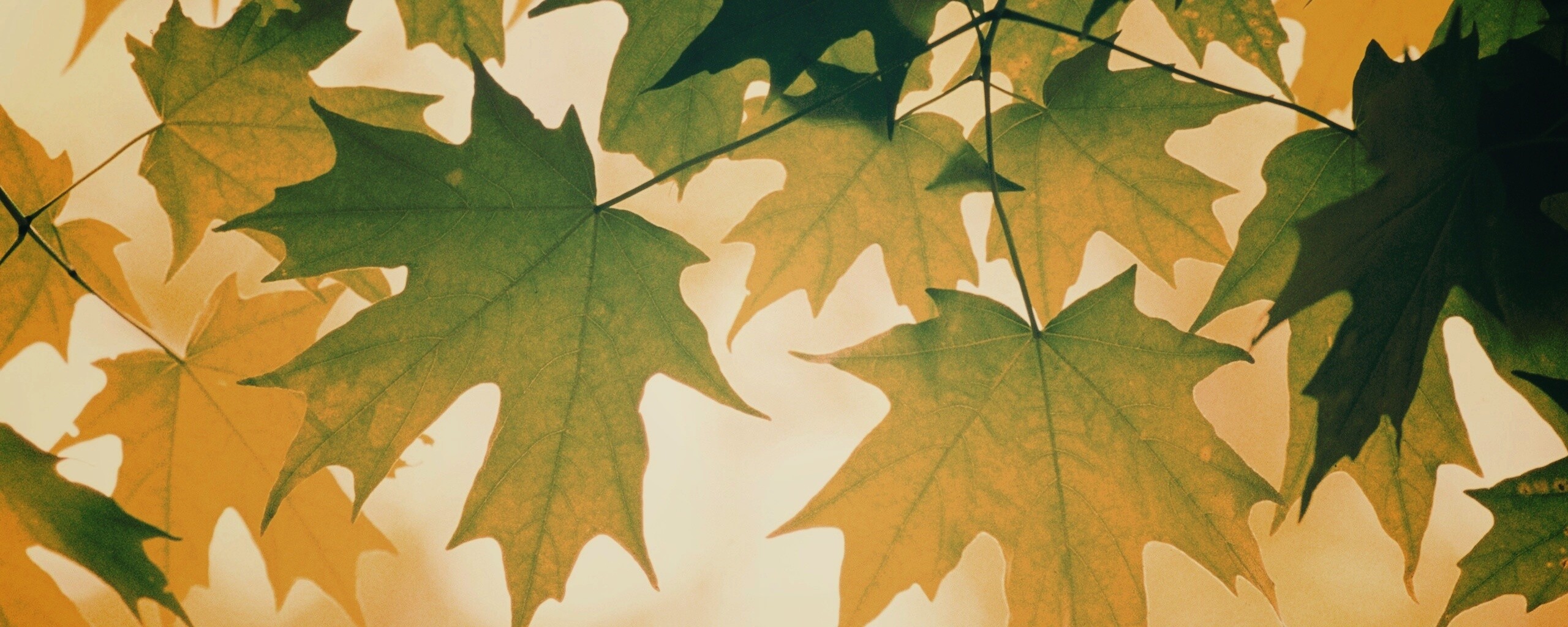 Кленовые листья обои