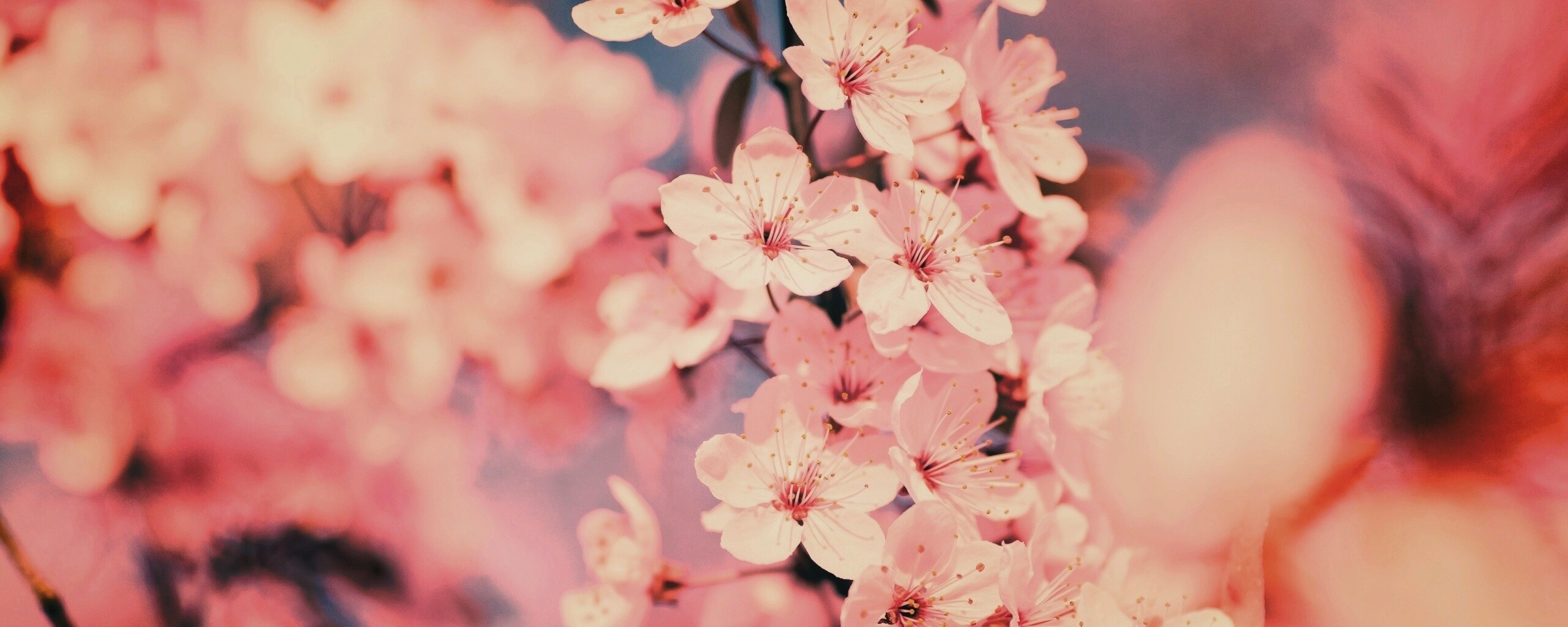 Цветение вишни обои
