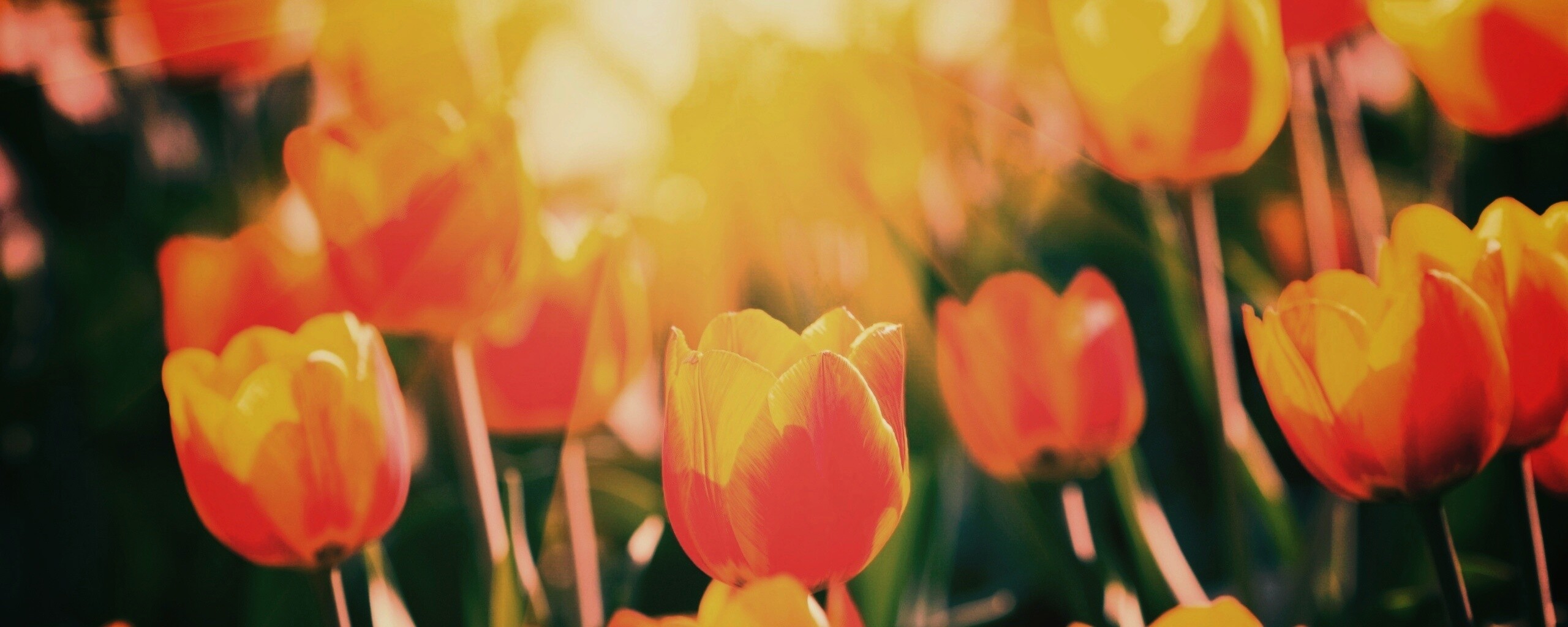 Солнечные тюльпаны обои