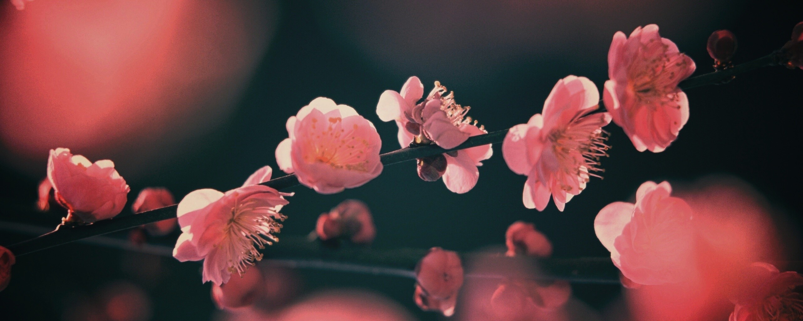 Цветущая вишня обои