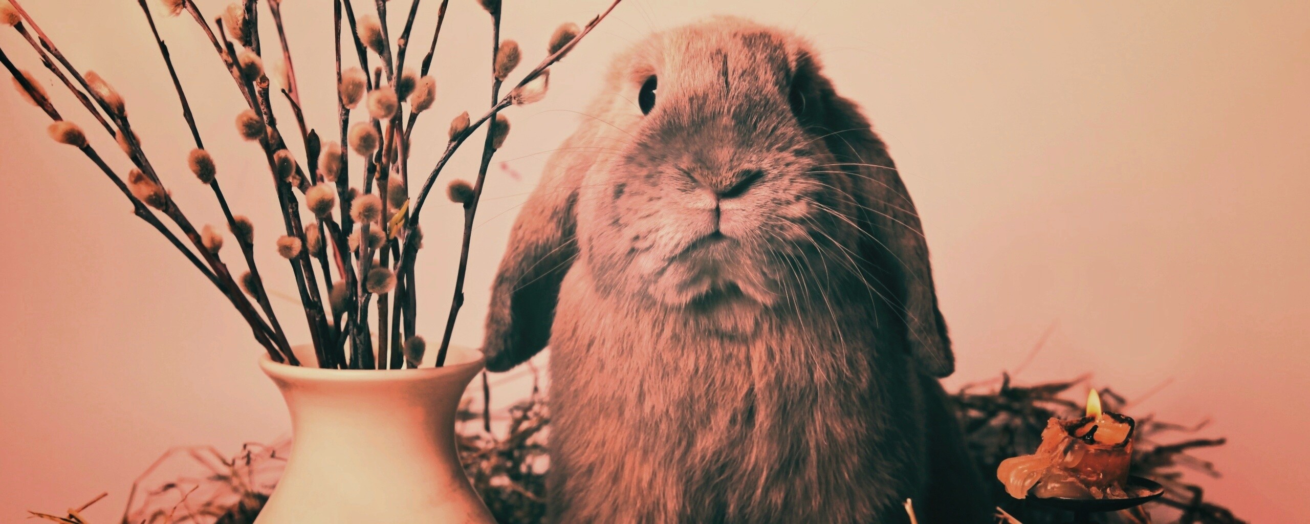 Пасхальный кролик обои