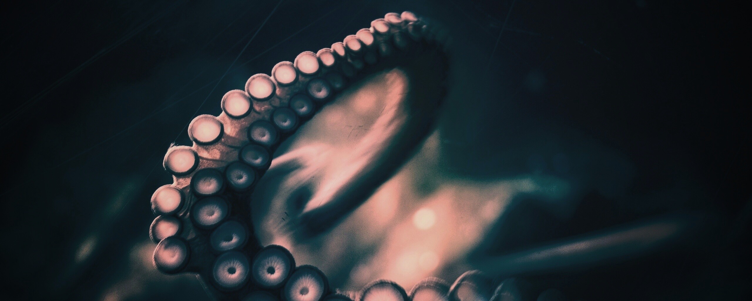 Щупальце обои