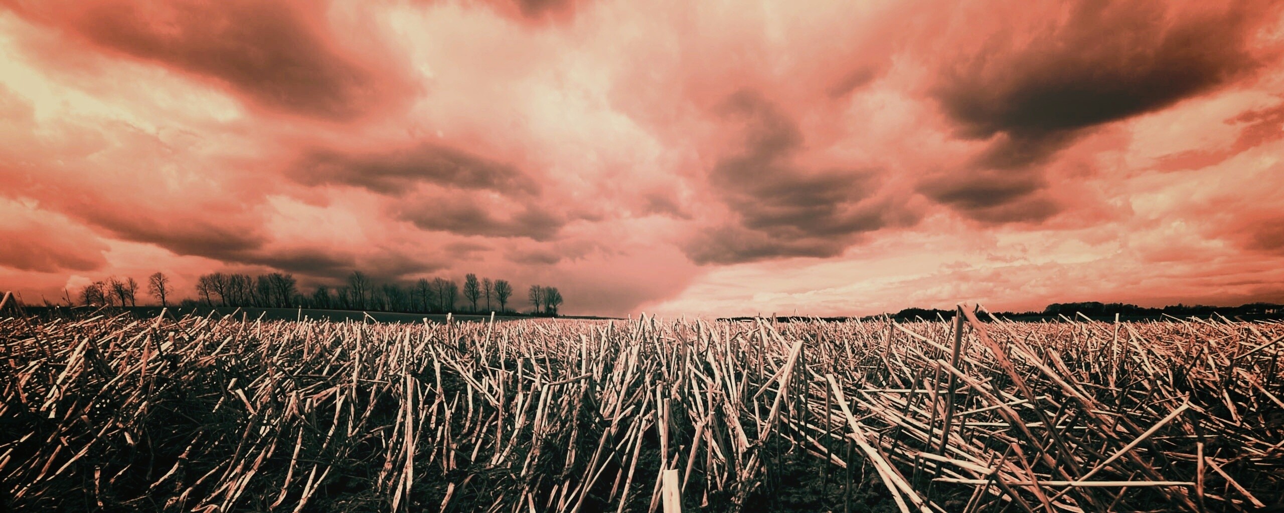 Убранное поле обои