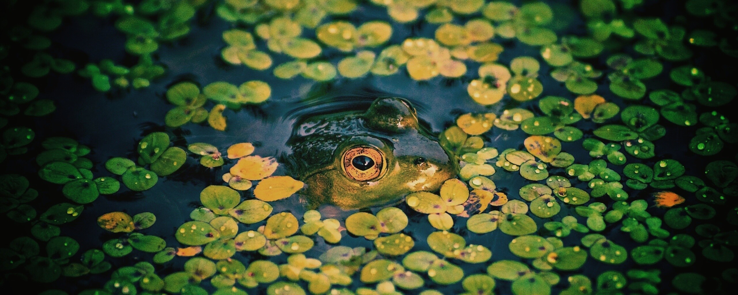 Маленькая лягушка обои