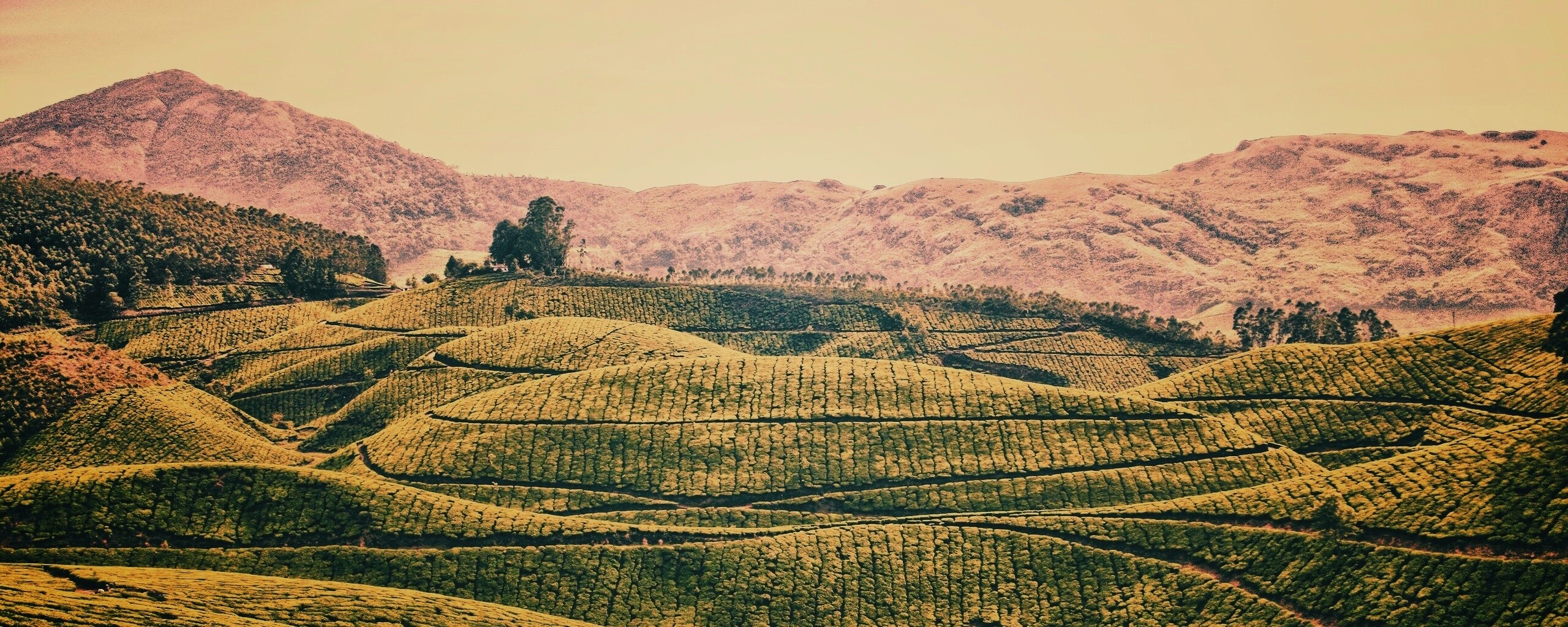 Плантации в Индии обои