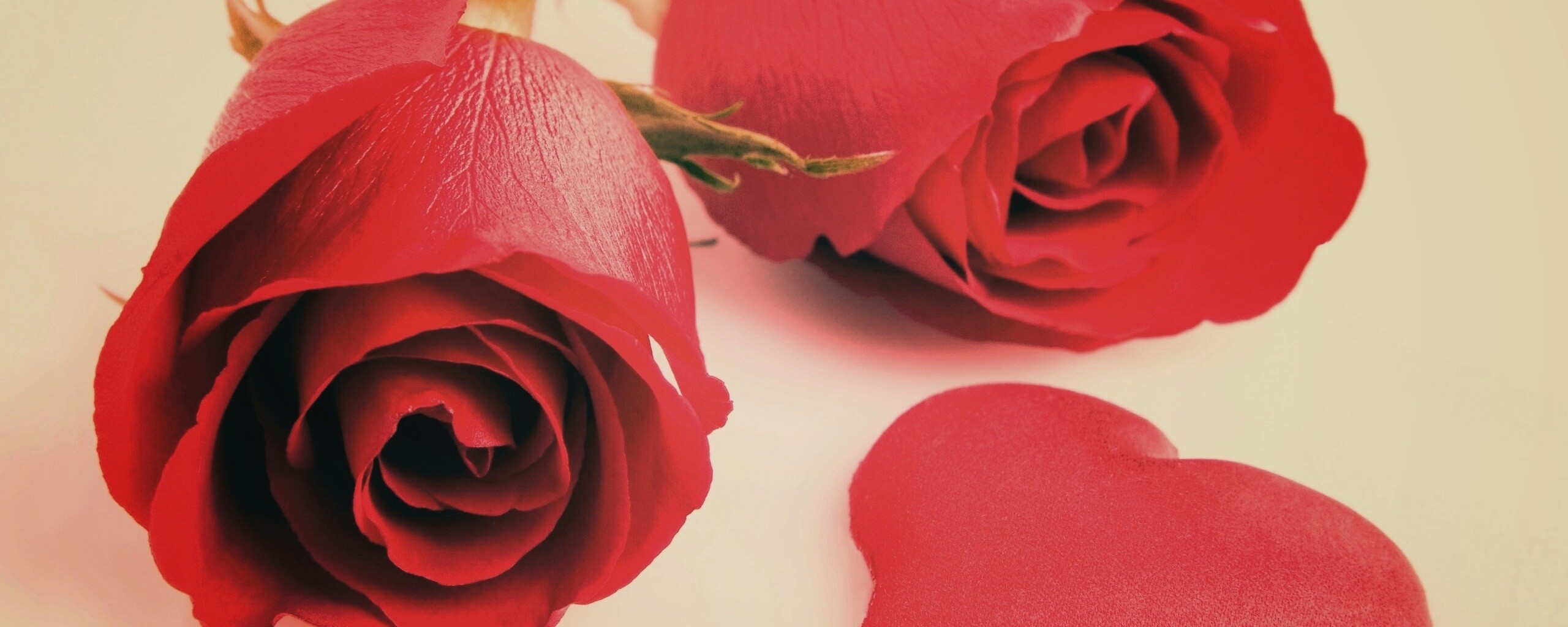 Две красные розы обои