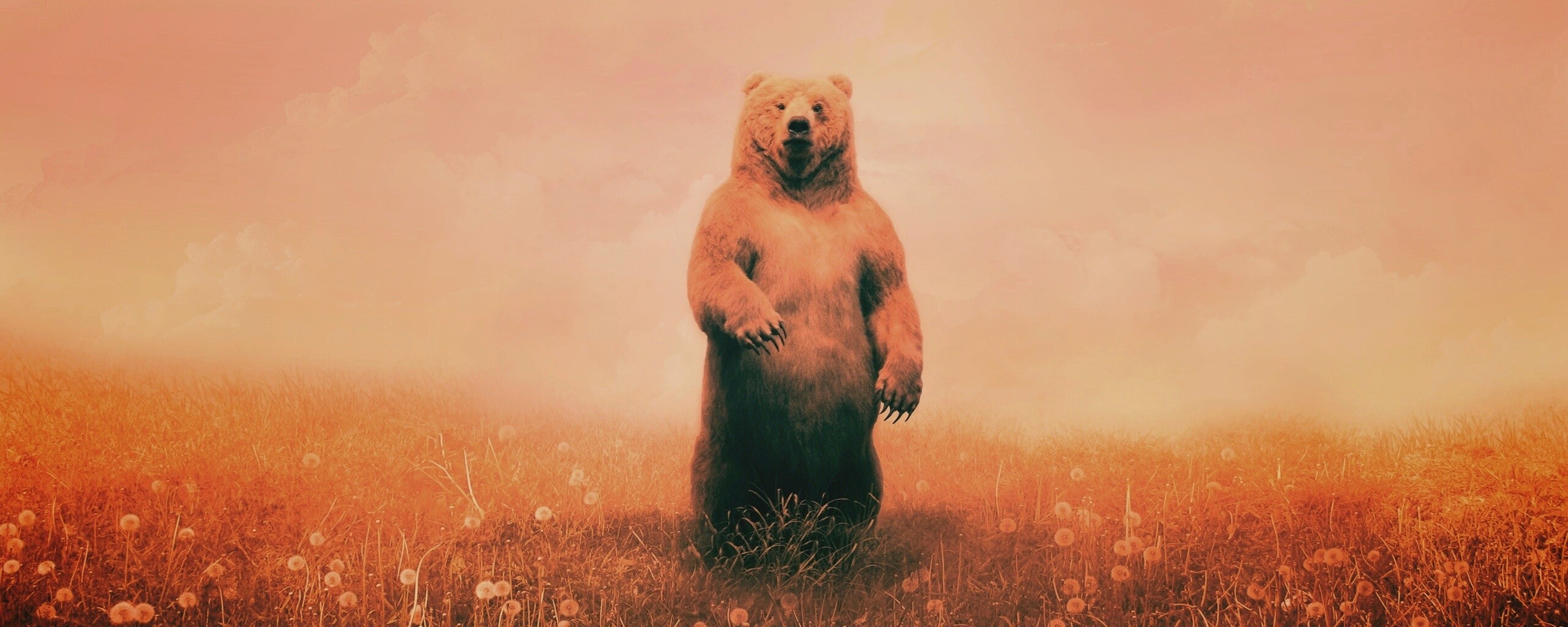 Медведь в одуванчиковом поле обои
