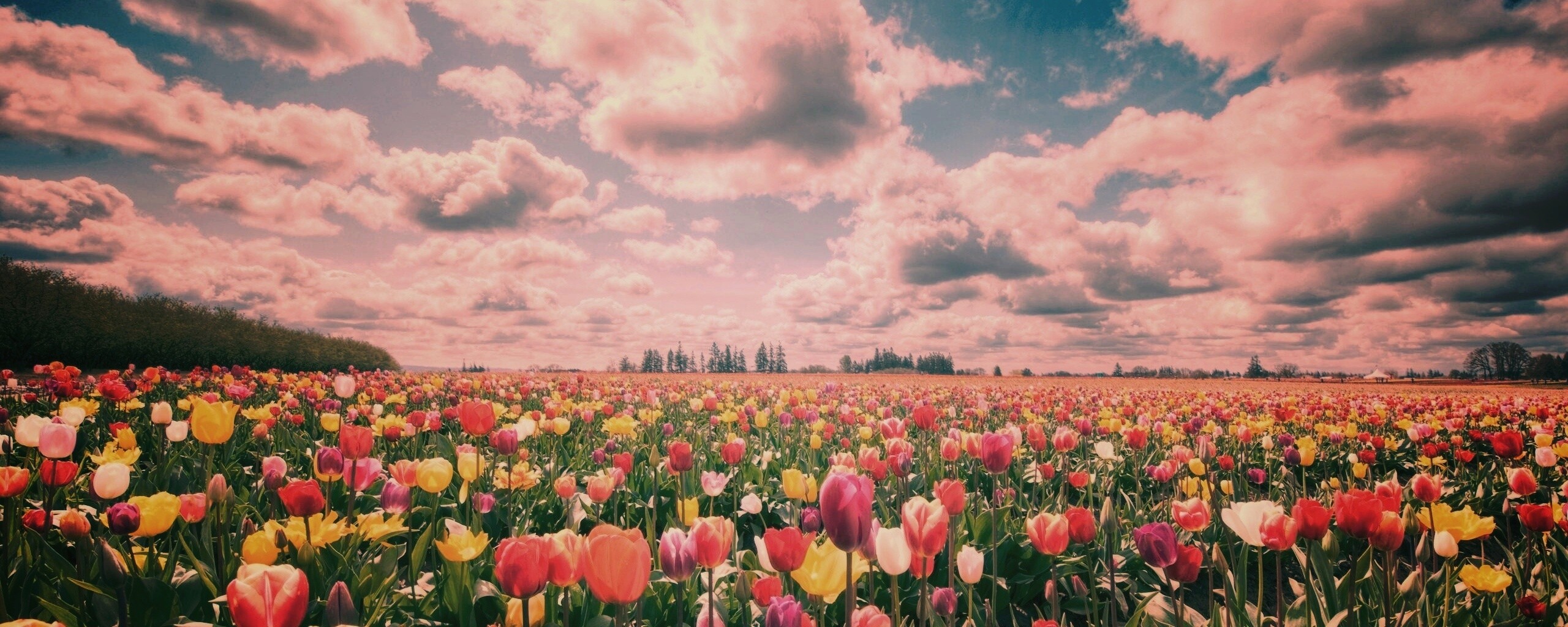 Поле тюльпанов обои