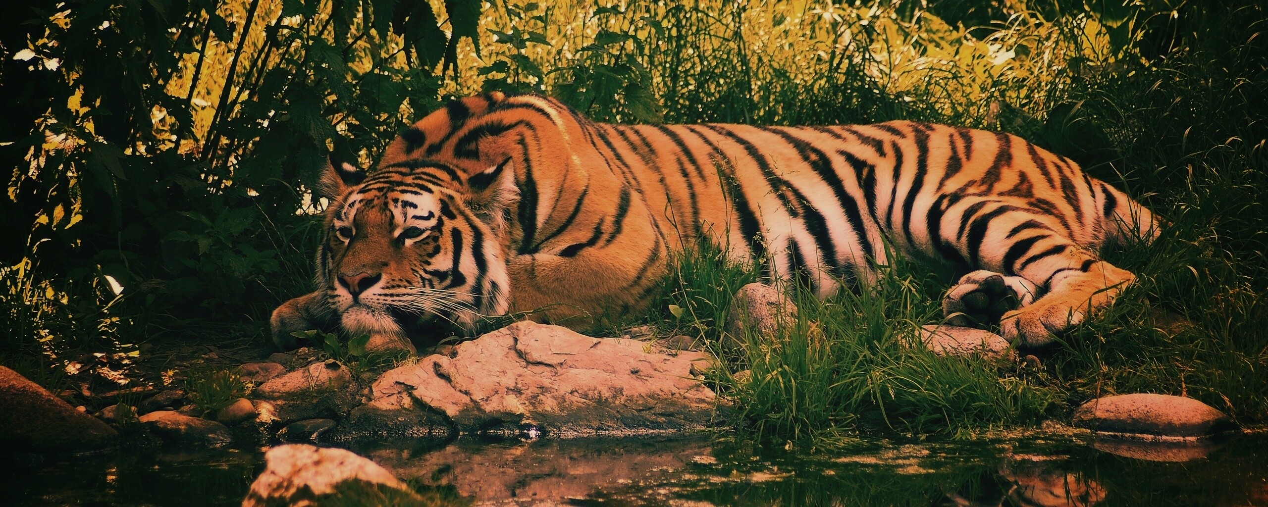 Тигр отдыхает обои