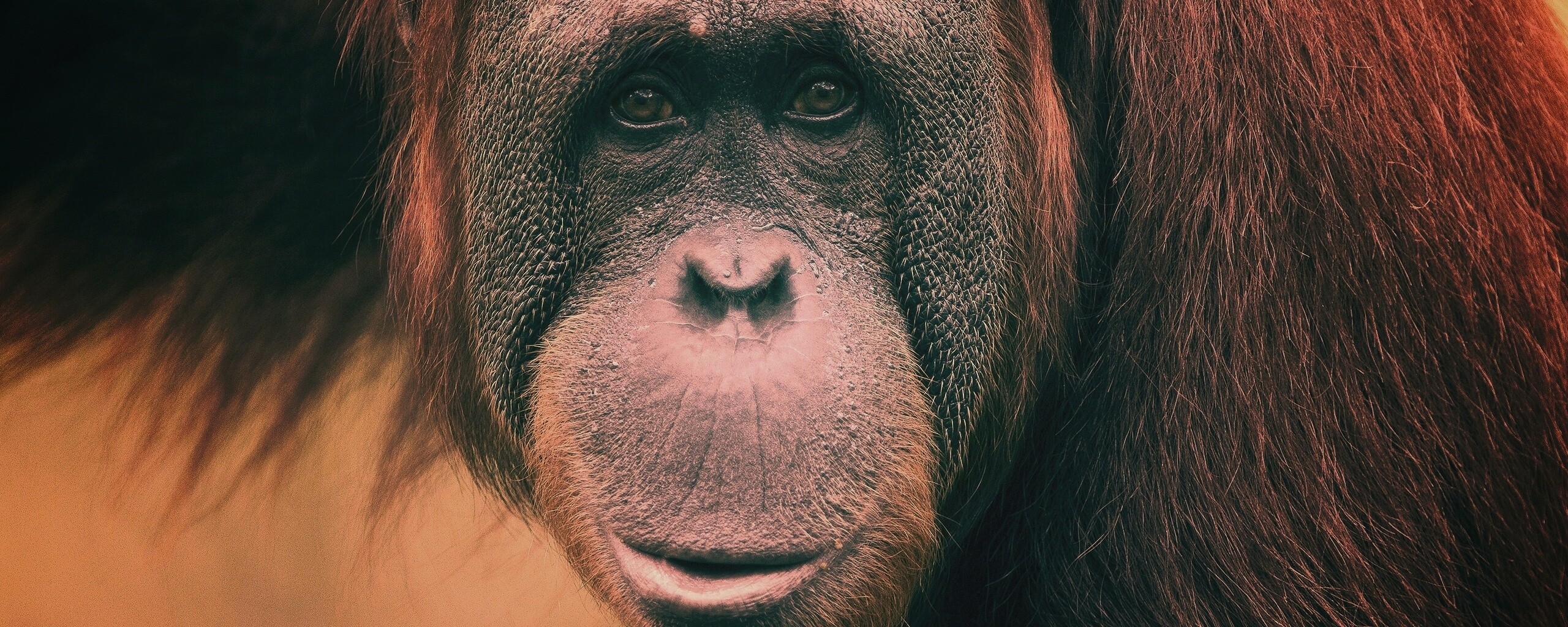 Орангутан обои