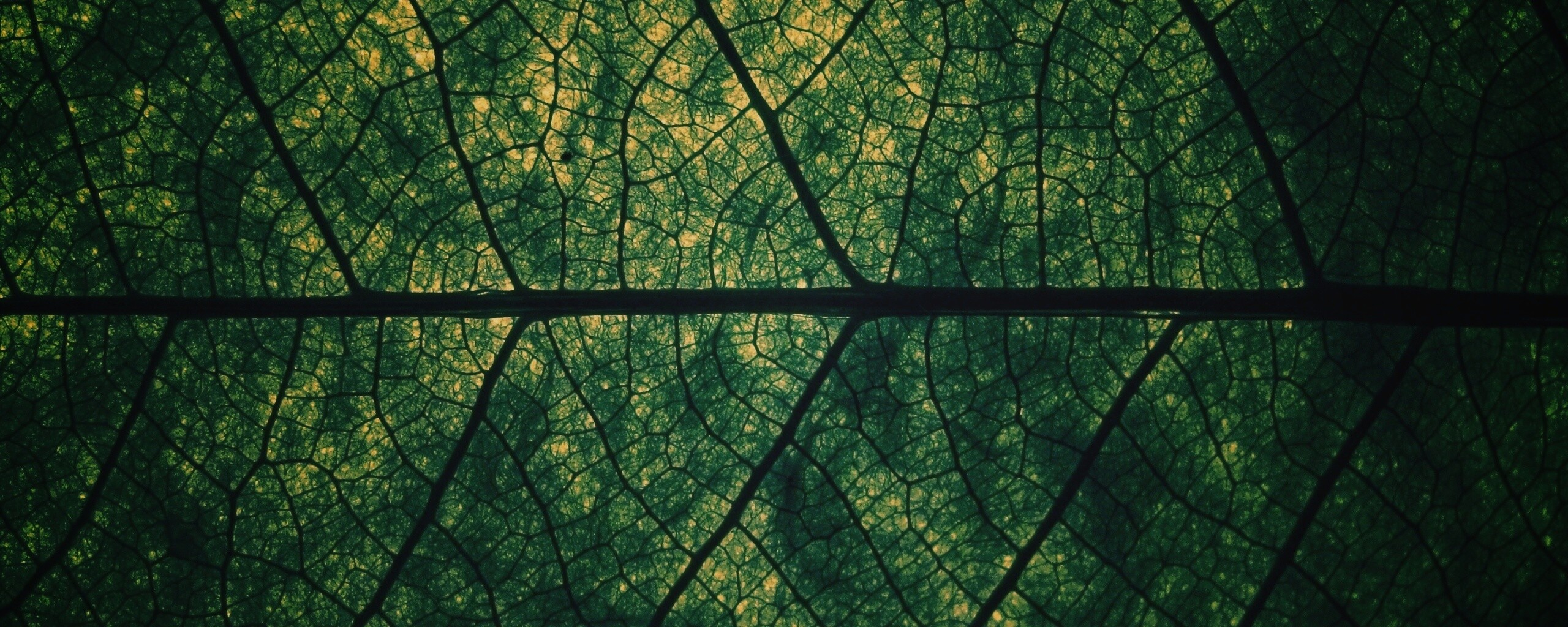 Свечение зеленого листа в макро обои