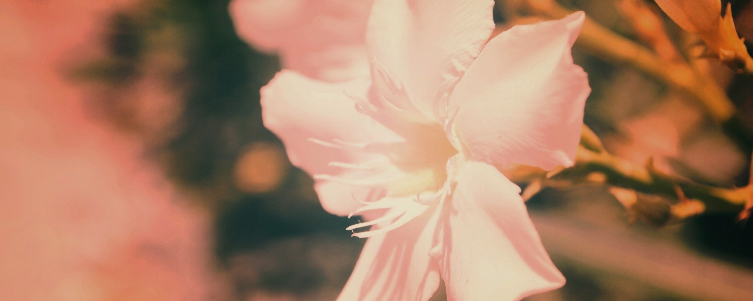 Эухарис, амазонская лилия обои