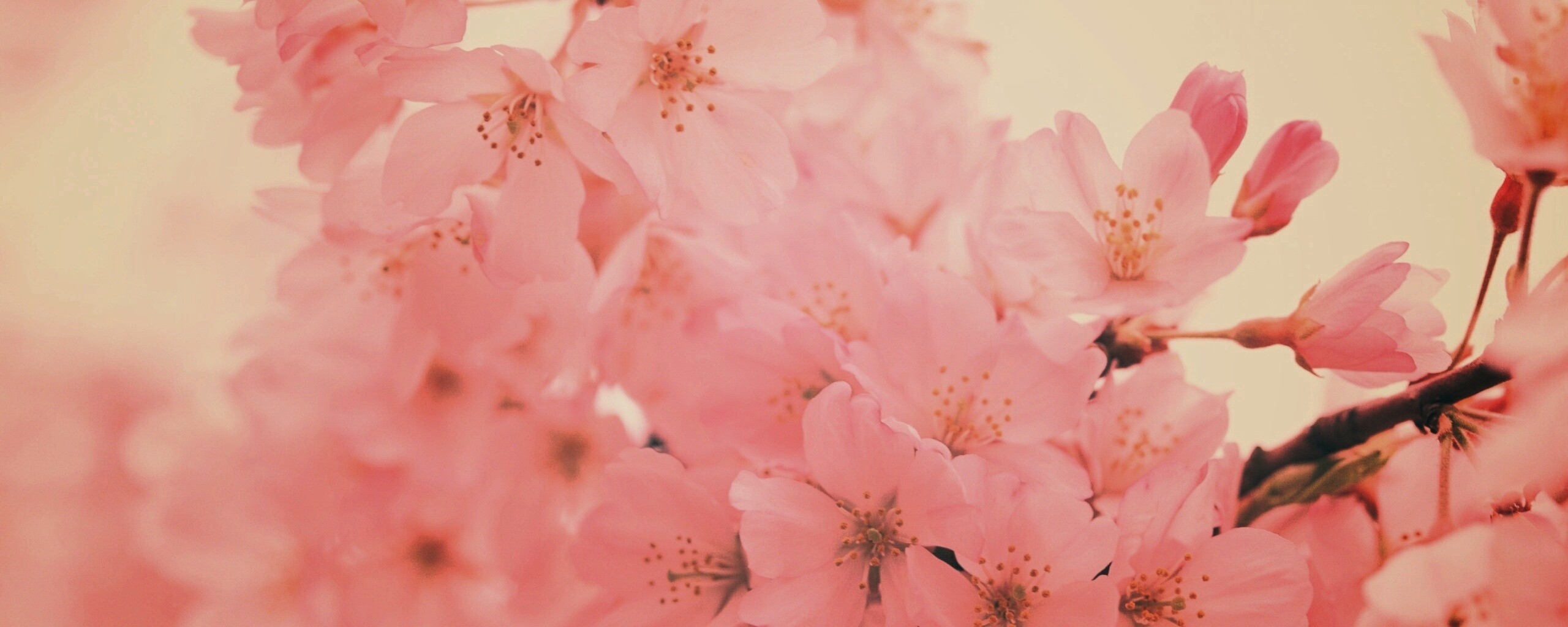 Цветение вишни обои