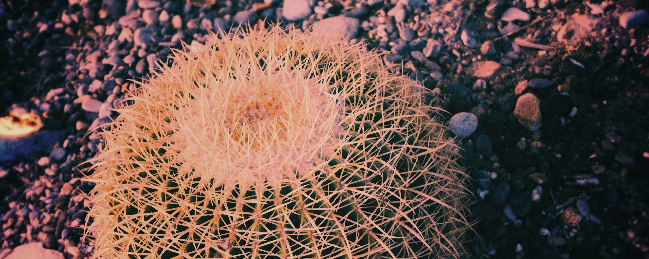 Круглый кактус обои