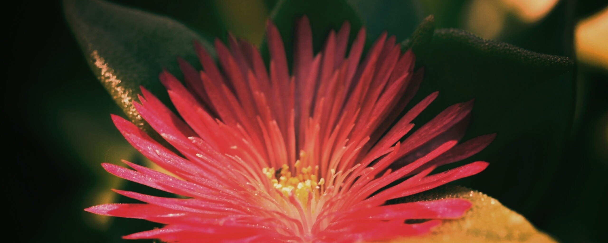 Чудесный цветок обои