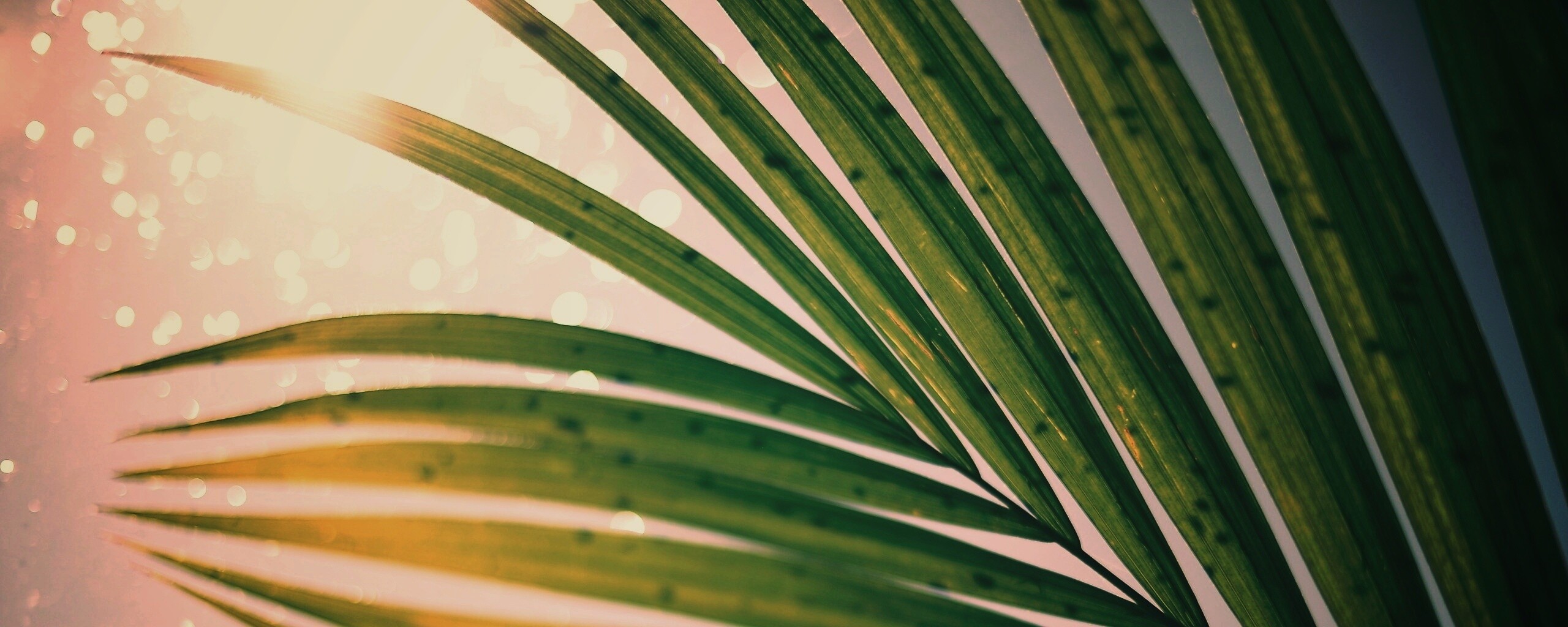 Солнце просвечивает сквозь пальмовый лист обои
