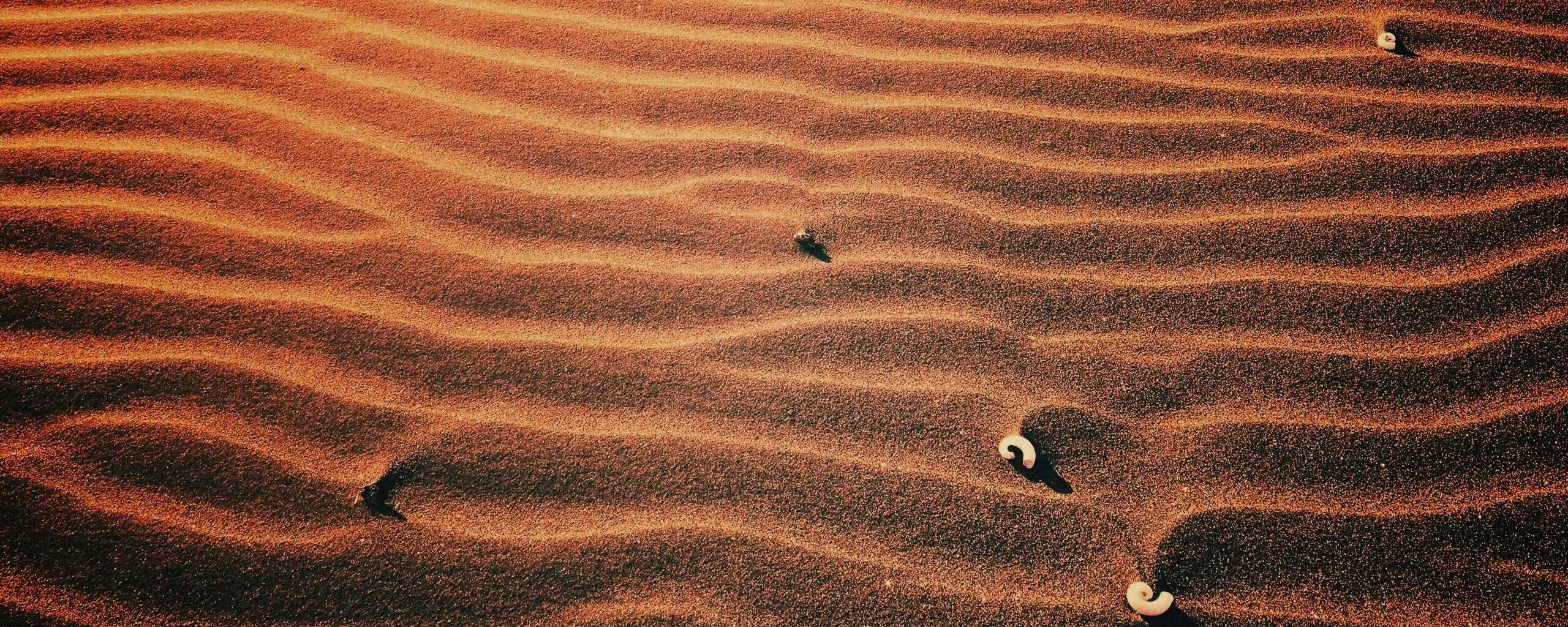 Песок и раковины обои