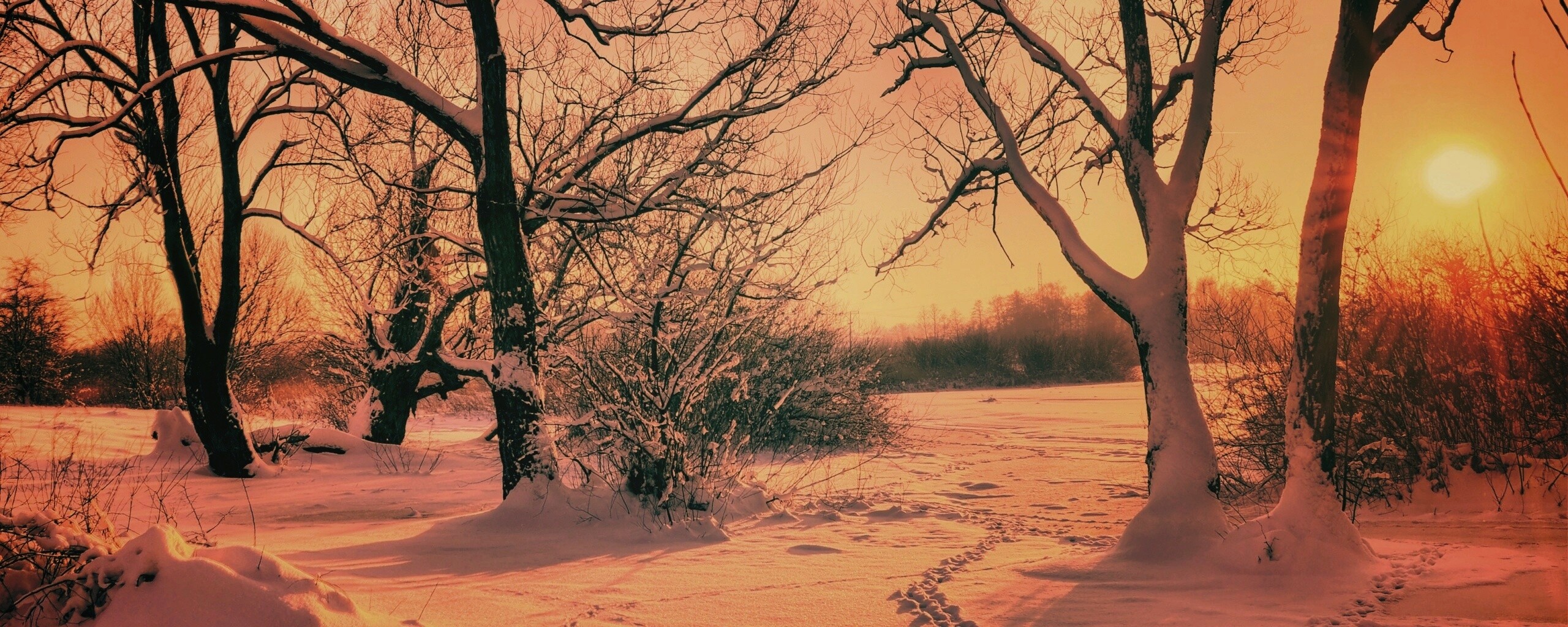 Солнечный свет в зимнем лесу обои