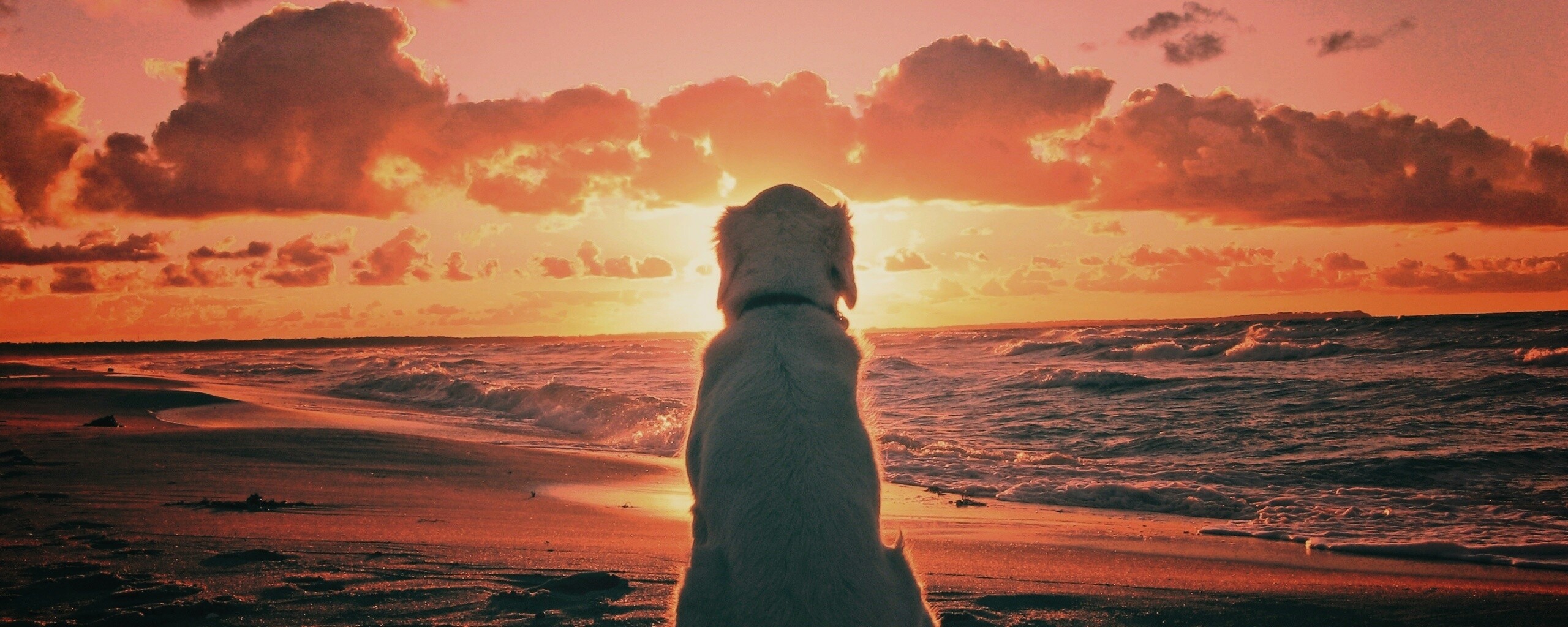 Собака наблюдающая закат на пляже обои