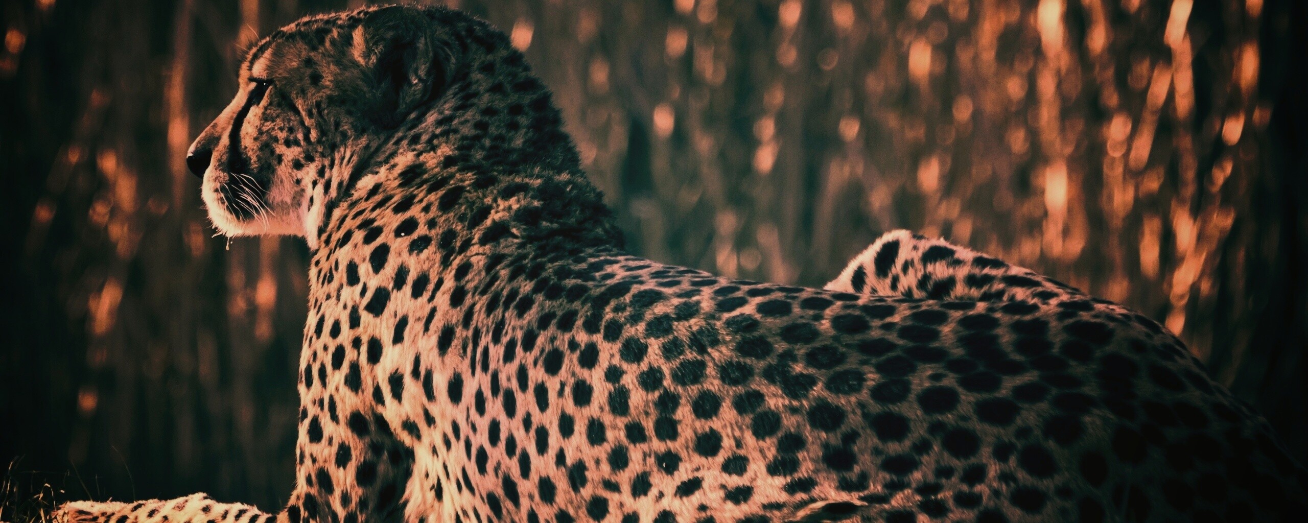 Гепард обои