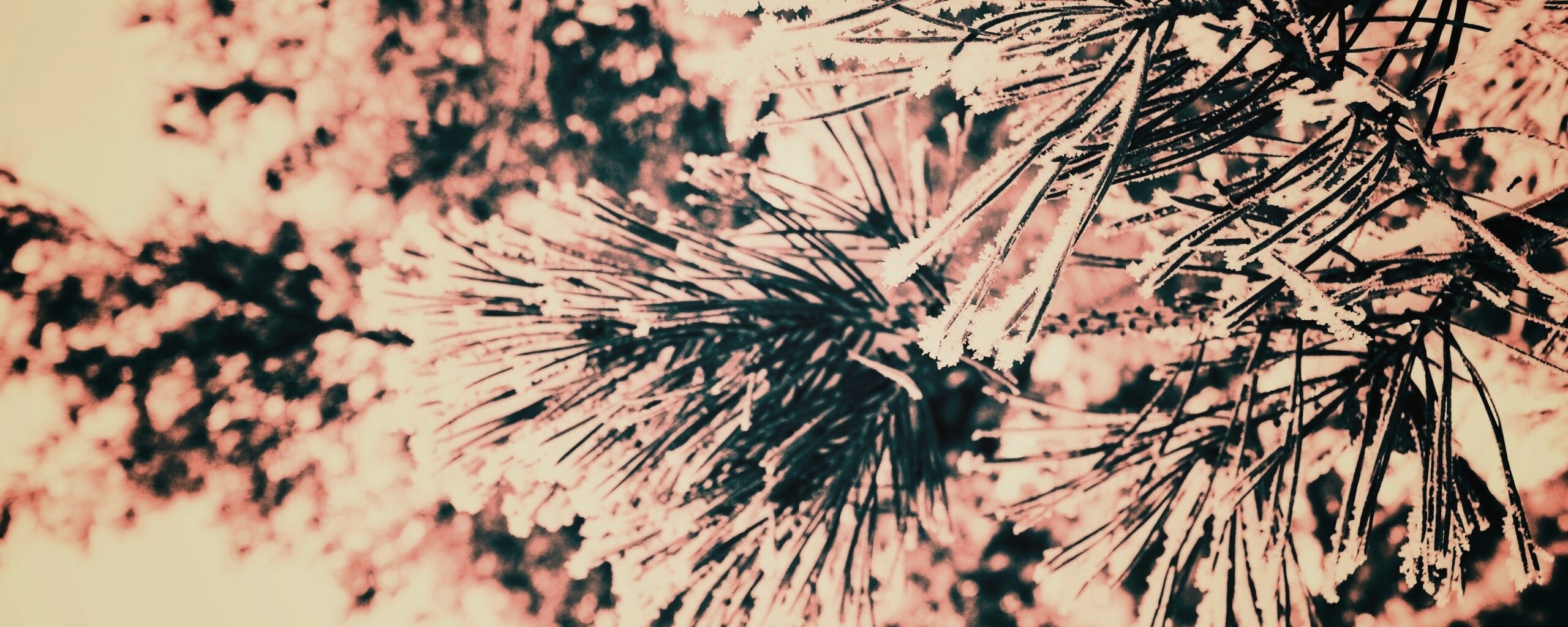 Хвойная ветка обои