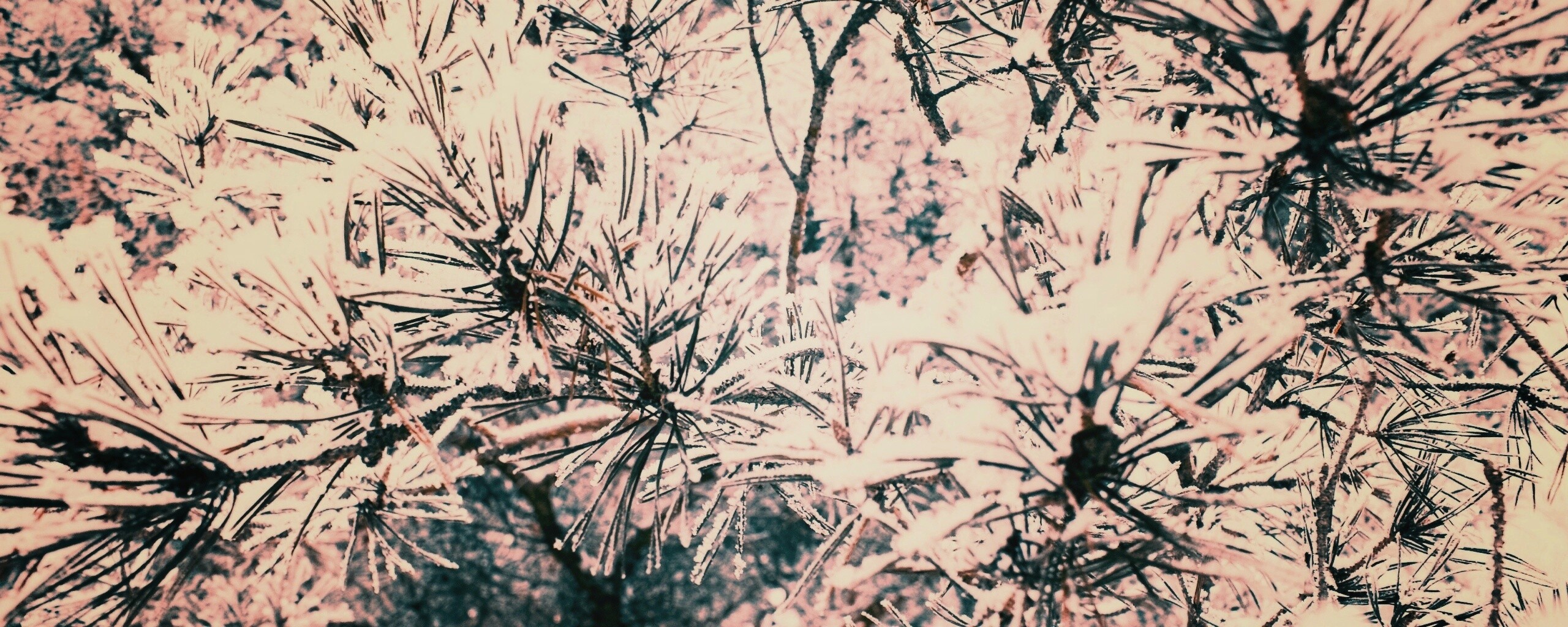 Фото сосны обои