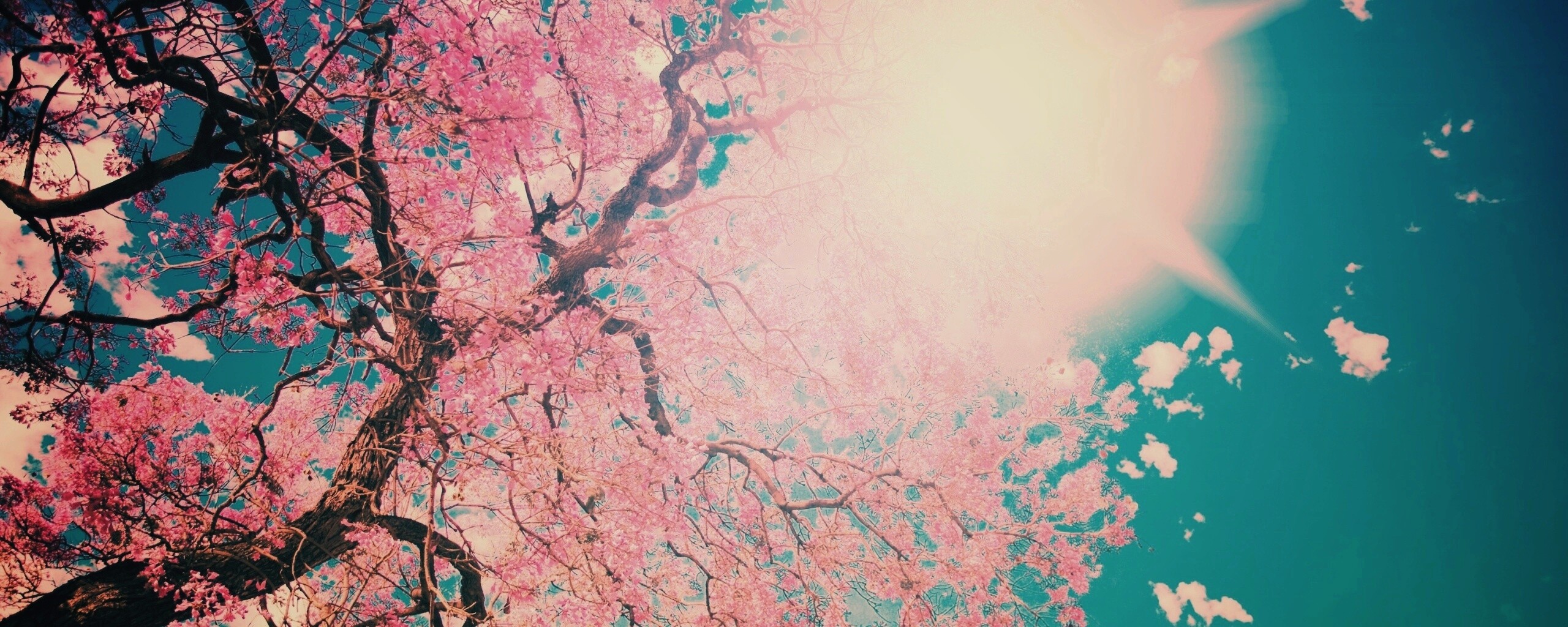 Цветение вишни обои