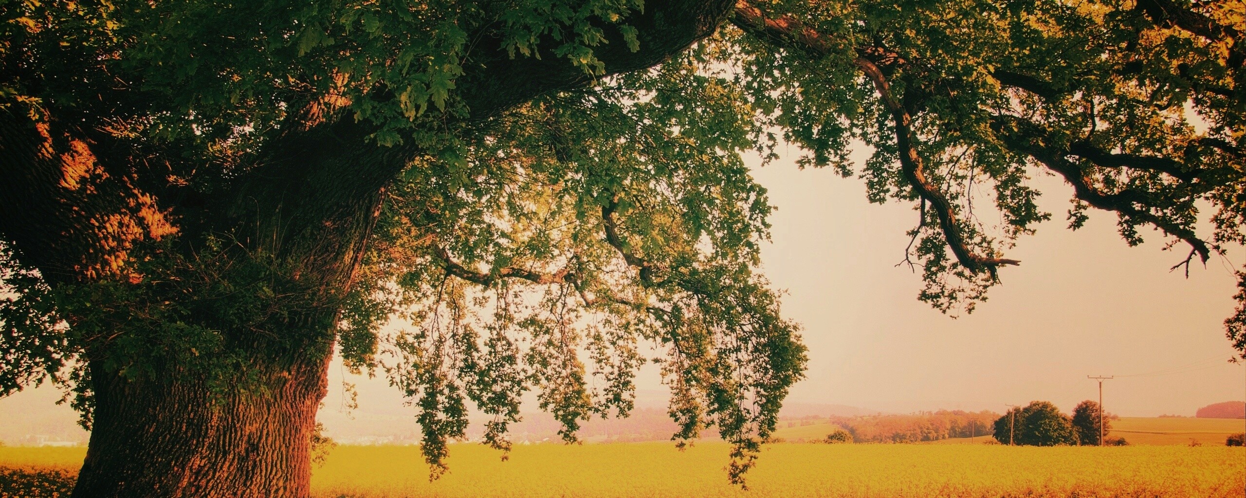 Старый дуб обои