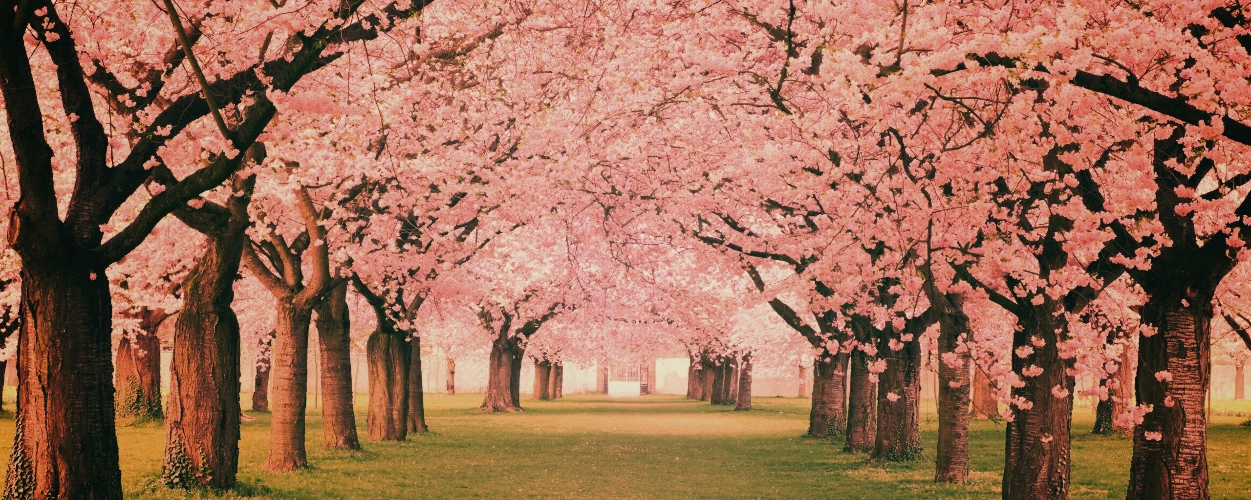 Розовая аллея обои