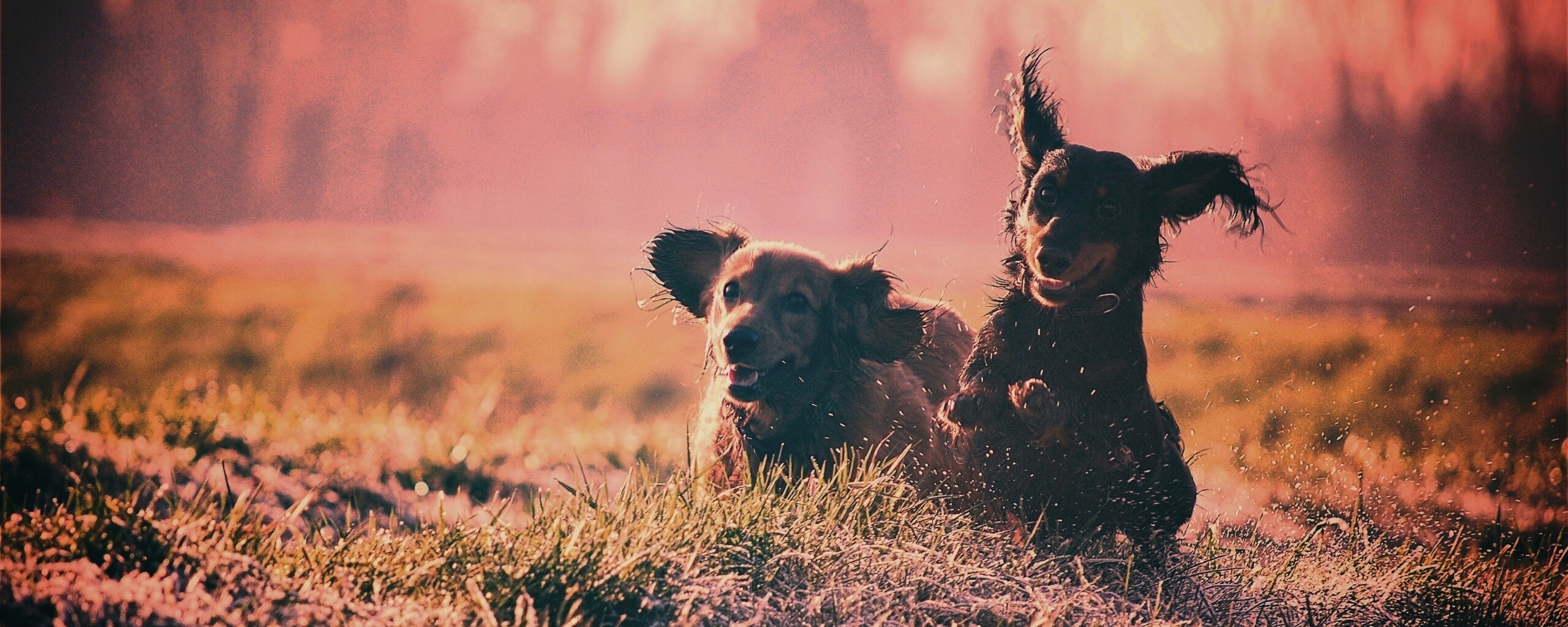 Весёлые таксы обои