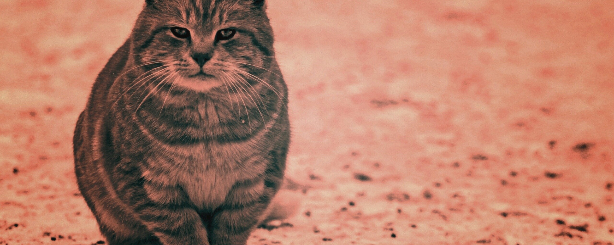 Тяжелый взгляд котэ обои