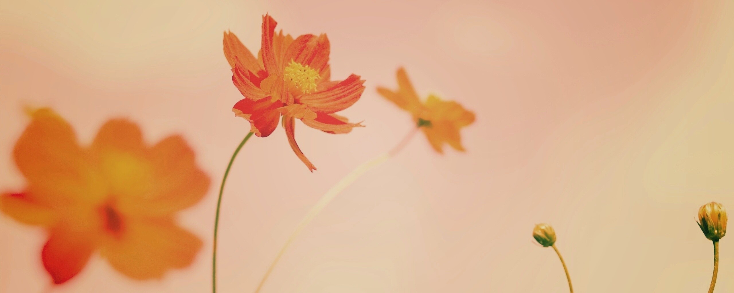 Летние цветы на фоне неба обои