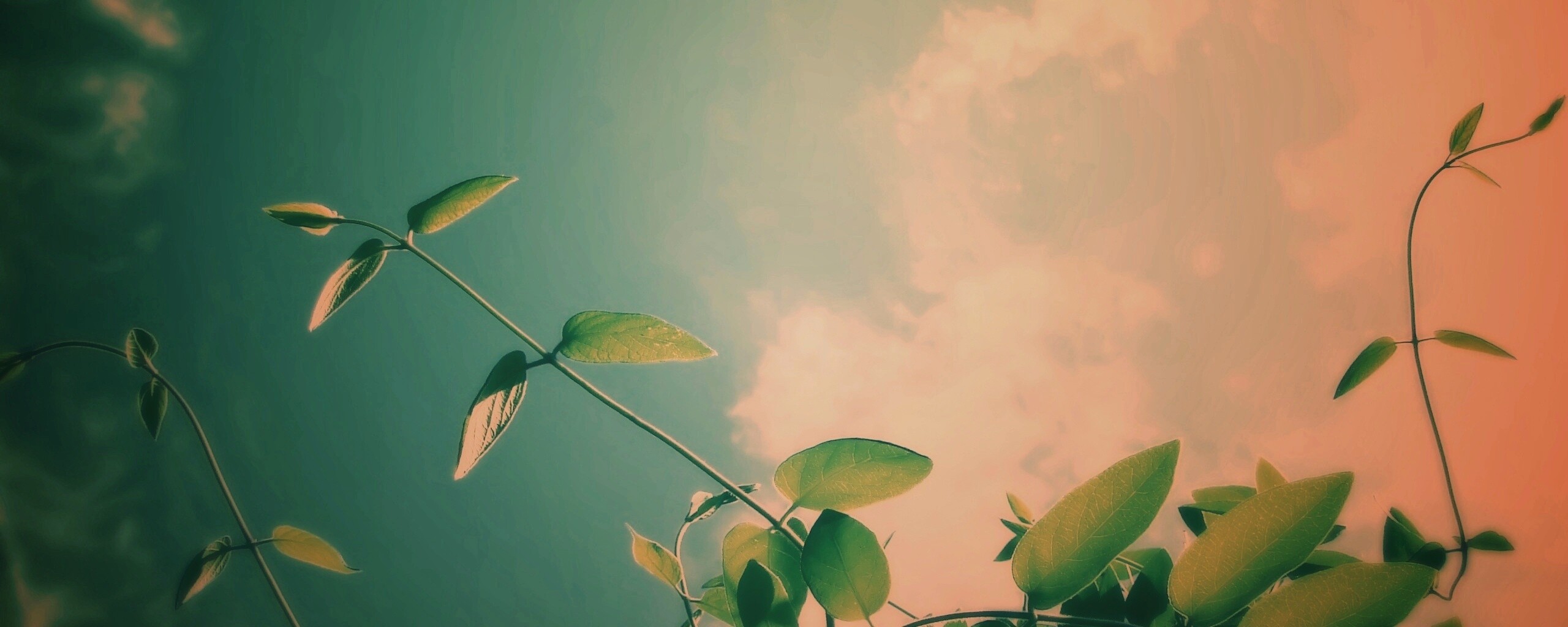 Веточки на фоне неба обои