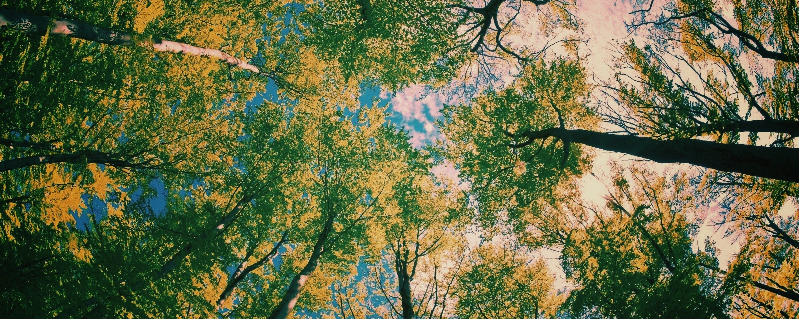 Кроны деревьев обои