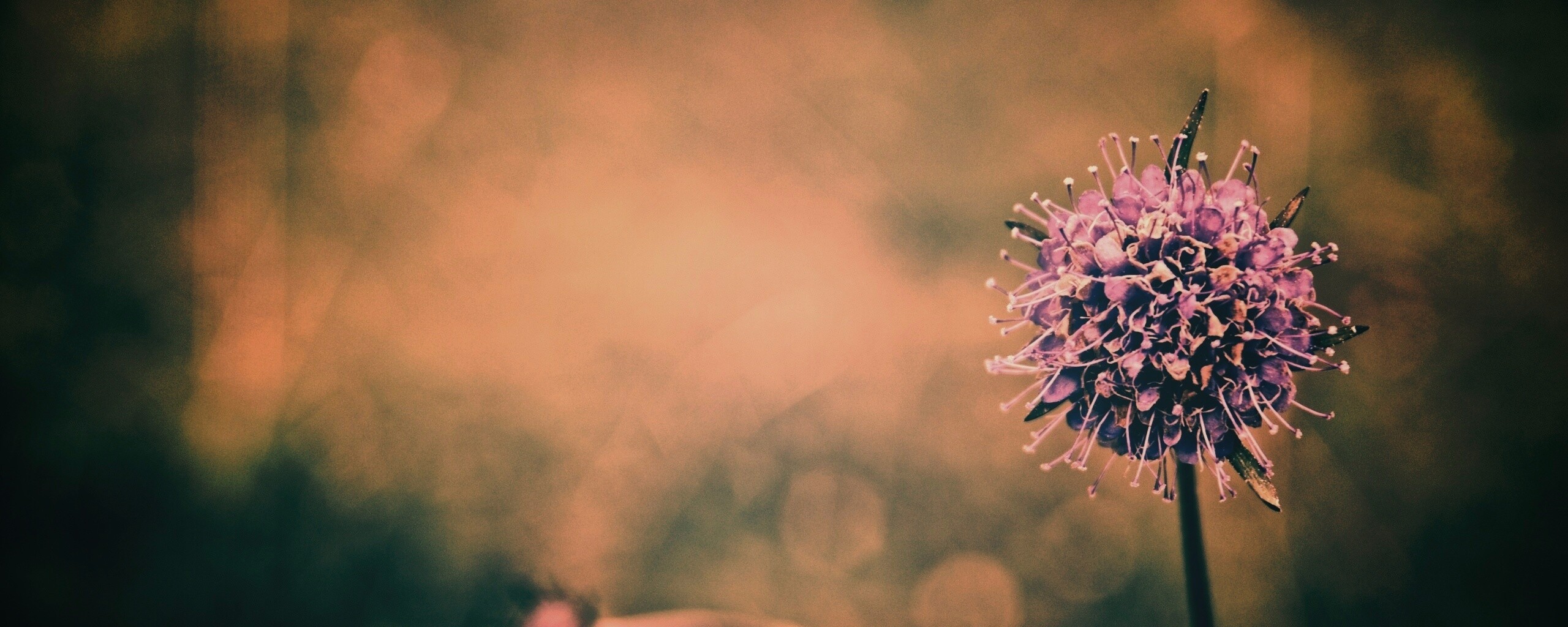 Цветок в макро обои