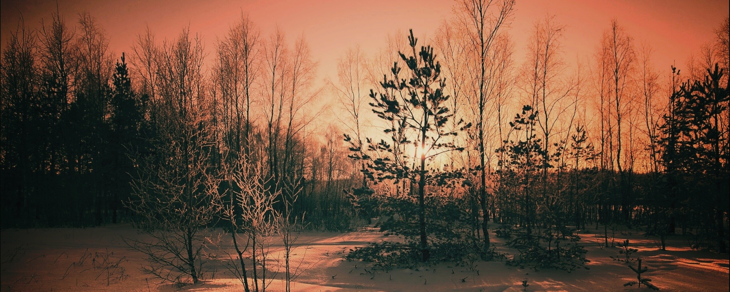 Зимний лес обои