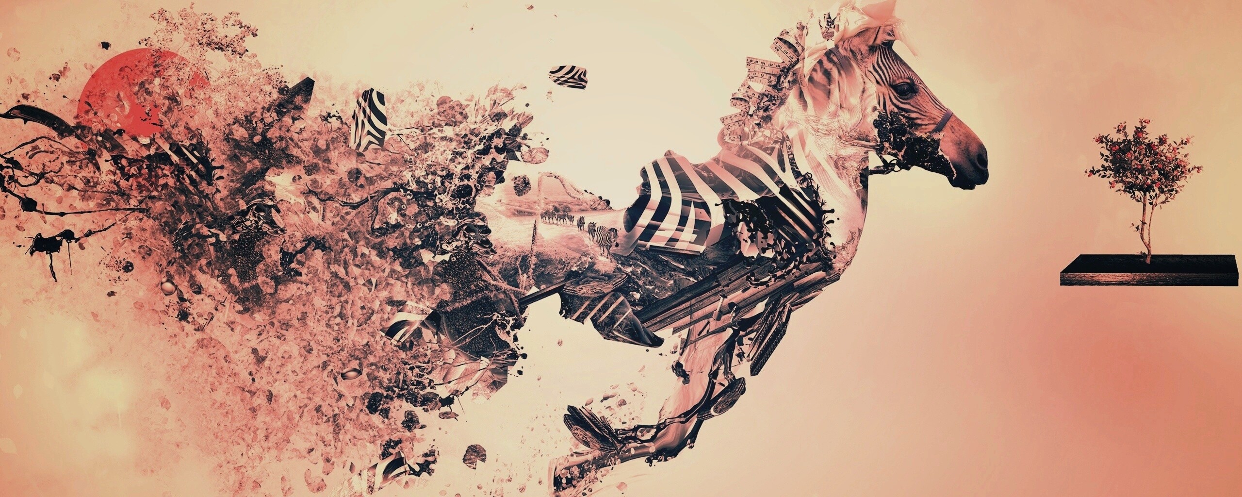 Зебра и бонсай обои