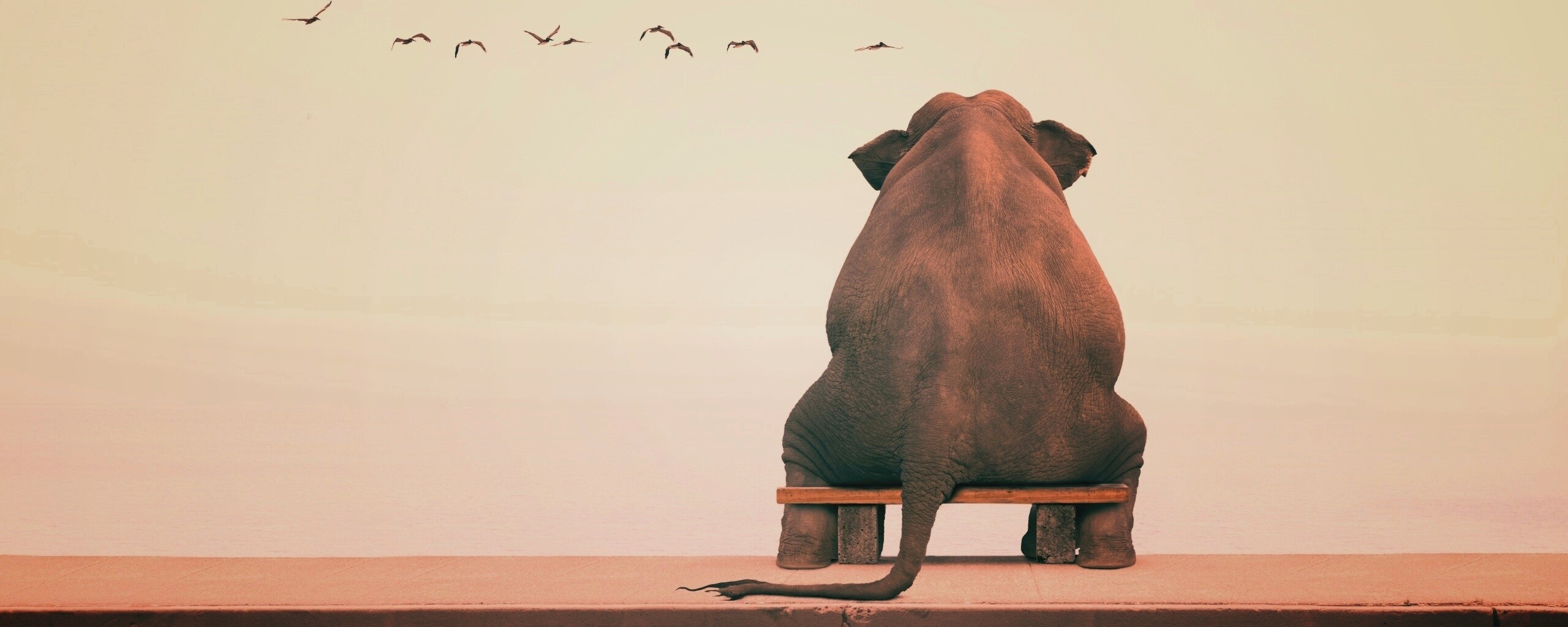 Слон на табуретке обои