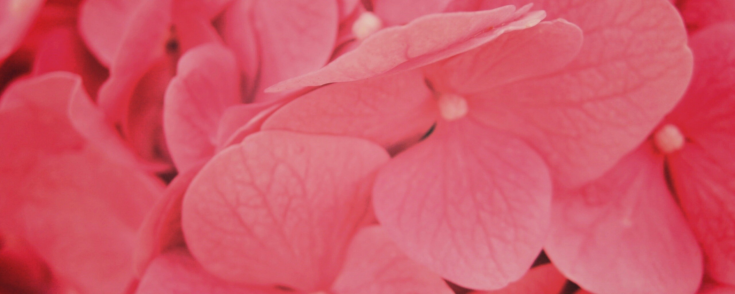 Фиолетовые нежные цветы обои