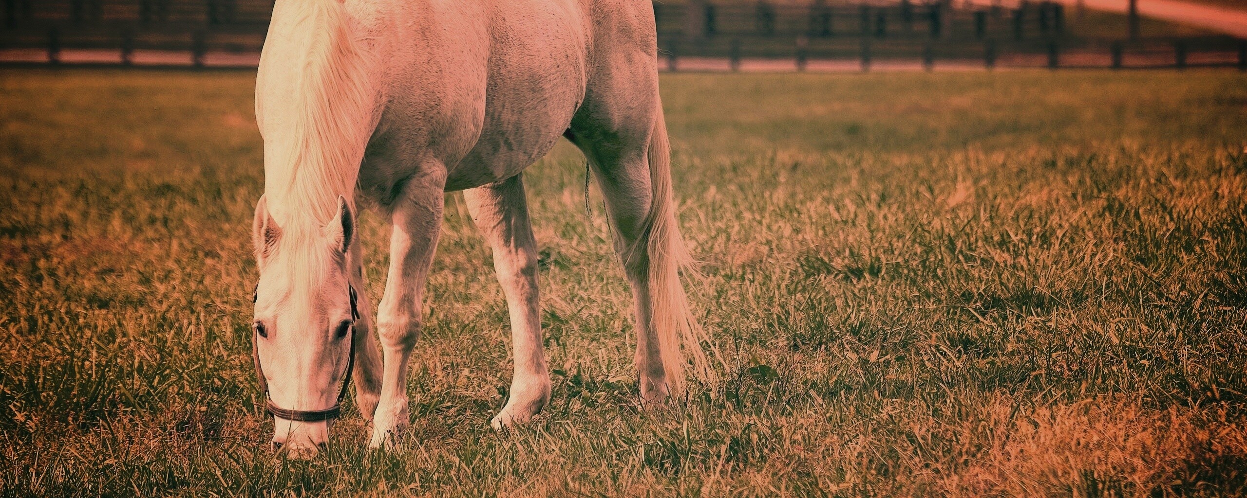Красивая белая лошадь обои