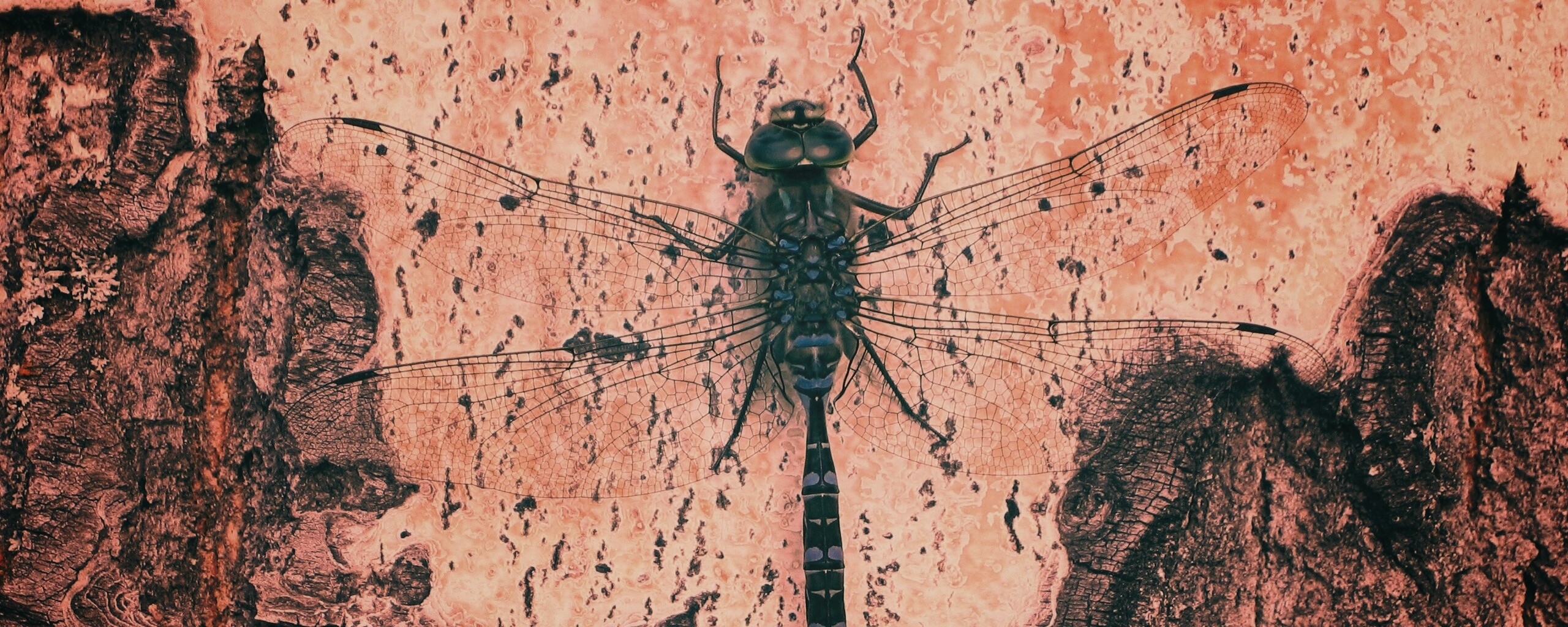 Стрекоза на дереве обои