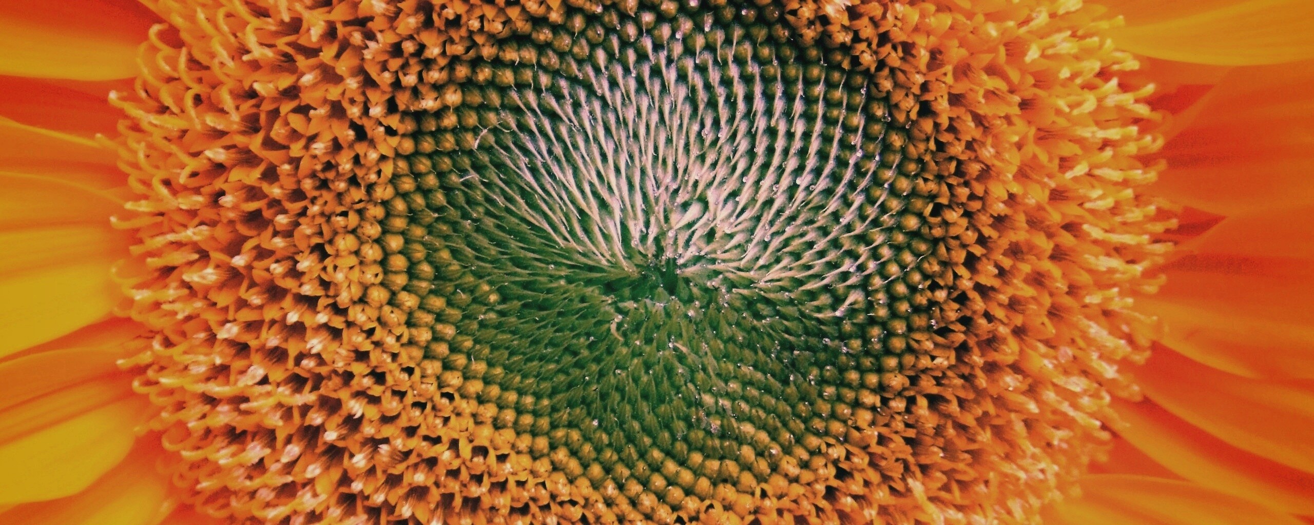 Недозревший подсолнух обои